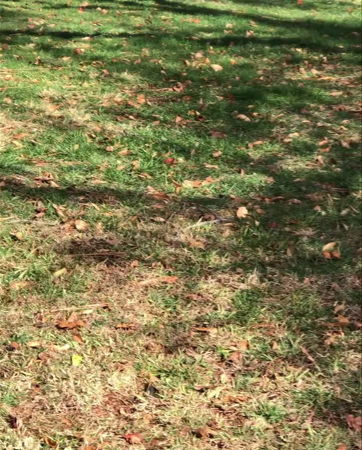 Prince gives a big thank you to whomever bought him this fun, bouncy, squeaky football for Christmas! He plays with it non-stop!