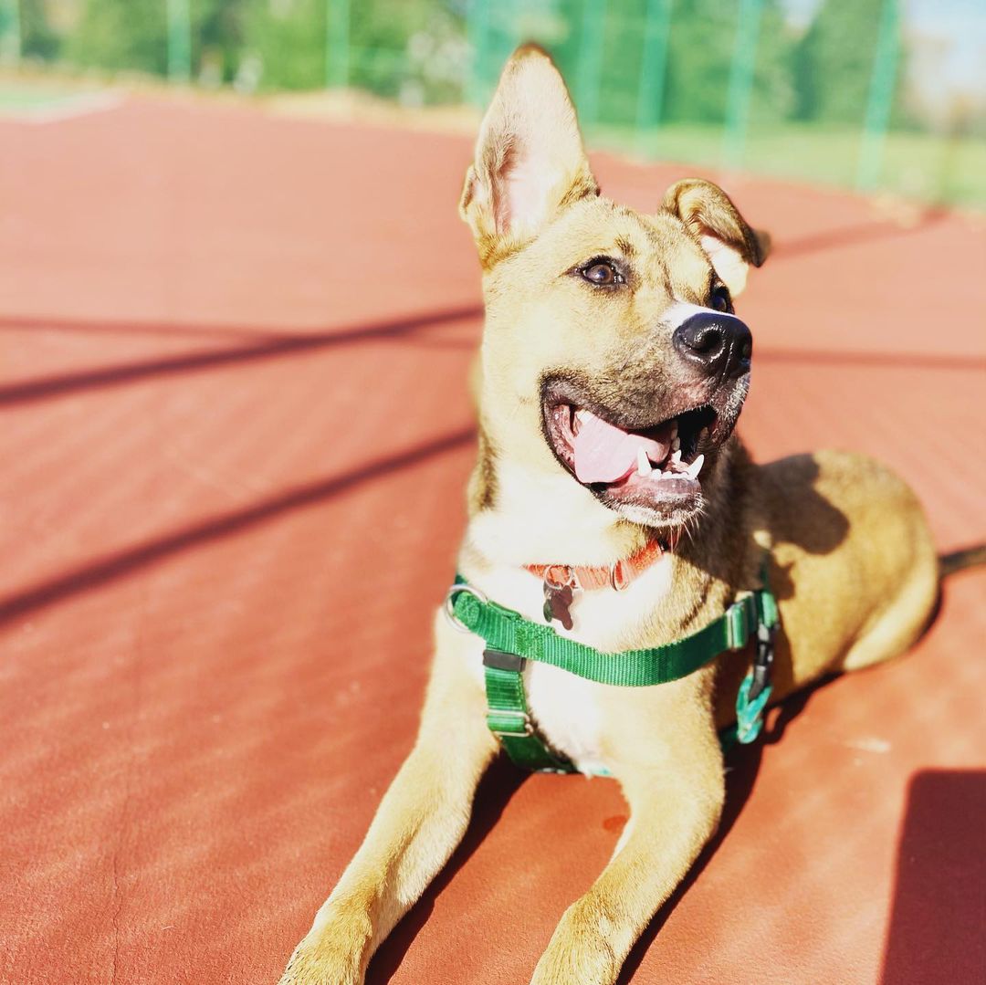 RICO - a boy that has stolen our hearts ♥️ active guy looking for an active family <a target='_blank' href='https://www.instagram.com/explore/tags/adoptdontshop/'>#adoptdontshop</a> <a target='_blank' href='https://www.instagram.com/explore/tags/lastdaydogrescue/'>#lastdaydogrescue</a> <a target='_blank' href='https://www.instagram.com/explore/tags/dogsofinsta/'>#dogsofinsta</a> <a target='_blank' href='https://www.instagram.com/explore/tags/dogs/'>#dogs</a> <a target='_blank' href='https://www.instagram.com/explore/tags/rescuedogsofinstagram/'>#rescuedogsofinstagram</a>