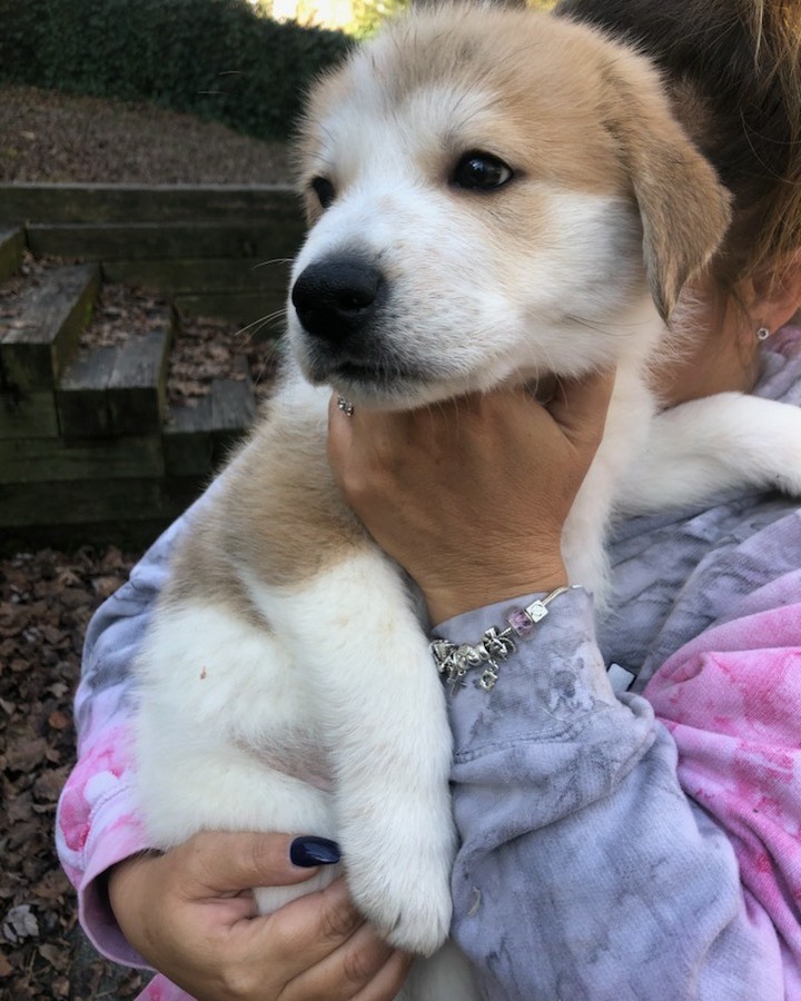 Meet Gunner & Remy!  2 more cuteness overloads ready for adoption! Great Pyrenees mix..2 mths old!  Apply at www.georgiapettails.org !