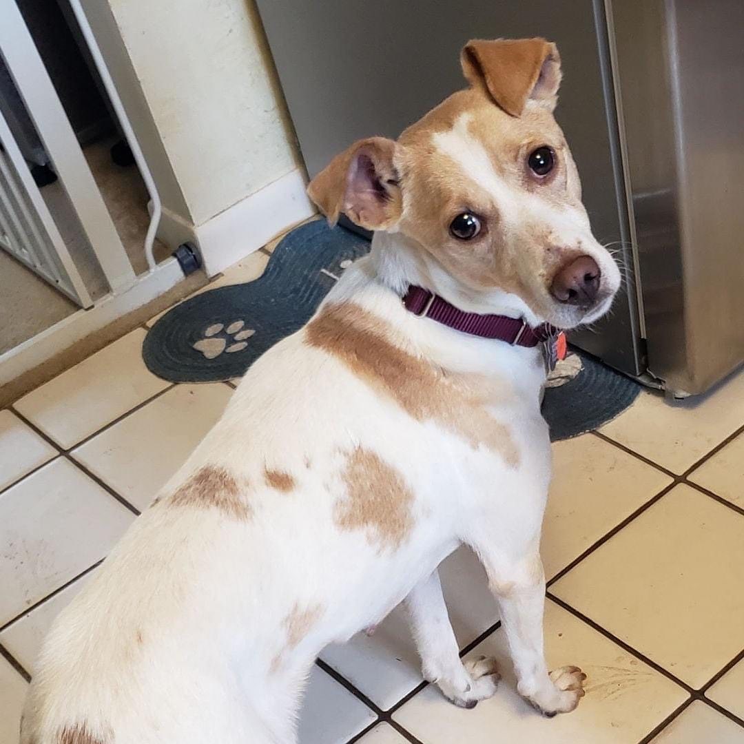 I'm Sasha and I am a female Hound/Spaniel mix, 3 years old and 25 lb. I am good with other dogs, cats and with calm children. I came from a hoarding case but my foster mom has been working with me and I am really coming out of my shell. I can be a bit scared at times but want to be petted and loved once I know I can trust you. I like to be in your lap and by your side and will wag my tail a lot when you are near. I also love my crate - it makes me feel secure. I'm doing good on a leash and with my house training.