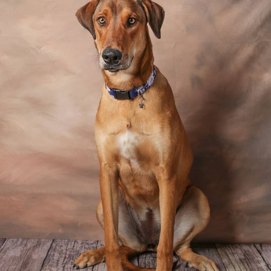 Nala the hound mix is home from her freedom ride from the Denton Animal Shelter. She wills decompress here at CoPilot Animal Rescue before being placed up for adoption.