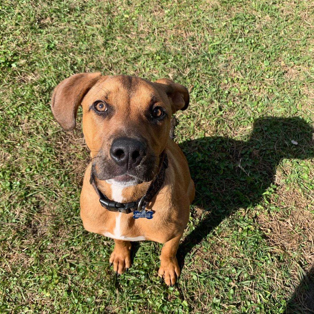 Hutchinson is looking for his forever home! He is 6 months old and sweet as can be! If you’re looking for a rambunctious and playful puppy he is the one for you! <a target='_blank' href='https://www.instagram.com/explore/tags/dogsofinstagram/'>#dogsofinstagram</a> <a target='_blank' href='https://www.instagram.com/explore/tags/dog/'>#dog</a> <a target='_blank' href='https://www.instagram.com/explore/tags/puppy/'>#puppy</a> <a target='_blank' href='https://www.instagram.com/explore/tags/puppiesofinstagram/'>#puppiesofinstagram</a> <a target='_blank' href='https://www.instagram.com/explore/tags/ADOREmeadoptme/'>#ADOREmeadoptme</a> <a target='_blank' href='https://www.instagram.com/explore/tags/playful/'>#playful</a> <a target='_blank' href='https://www.instagram.com/explore/tags/sweet/'>#sweet</a> <a target='_blank' href='https://www.instagram.com/explore/tags/cuddly/'>#cuddly</a> <a target='_blank' href='https://www.instagram.com/explore/tags/loving/'>#loving</a> <a target='_blank' href='https://www.instagram.com/explore/tags/handsome/'>#handsome</a> <a target='_blank' href='https://www.instagram.com/explore/tags/petsofinstagram/'>#petsofinstagram</a> <a target='_blank' href='https://www.instagram.com/explore/tags/animalrescue/'>#animalrescue</a> <a target='_blank' href='https://www.instagram.com/explore/tags/staffordshirebullterrier/'>#staffordshirebullterrier</a>
