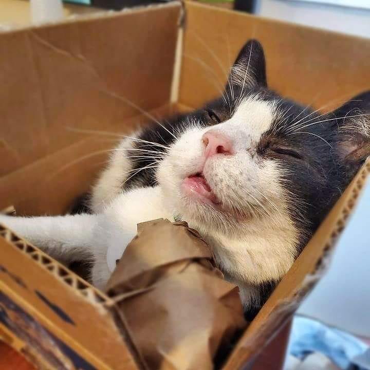 Jack says he hopes your day brings you as much contentment as a this box is bringing him. 😂🥰

<a target='_blank' href='https://www.instagram.com/explore/tags/bcarl/'>#bcarl</a> <a target='_blank' href='https://www.instagram.com/explore/tags/adoptdontshop/'>#adoptdontshop</a> <a target='_blank' href='https://www.instagram.com/explore/tags/catsofinstagram/'>#catsofinstagram</a> <a target='_blank' href='https://www.instagram.com/explore/tags/catlover/'>#catlover</a> <a target='_blank' href='https://www.instagram.com/explore/tags/instacat/'>#instacat</a> <a target='_blank' href='https://www.instagram.com/explore/tags/catlife/'>#catlife</a> <a target='_blank' href='https://www.instagram.com/explore/tags/kittensofinstagram/'>#kittensofinstagram</a> <a target='_blank' href='https://www.instagram.com/explore/tags/bestmeow/'>#bestmeow</a> <a target='_blank' href='https://www.instagram.com/explore/tags/petsofinstagram/'>#petsofinstagram</a> <a target='_blank' href='https://www.instagram.com/explore/tags/petstagram/'>#petstagram</a> <a target='_blank' href='https://www.instagram.com/explore/tags/rescue/'>#rescue</a> <a target='_blank' href='https://www.instagram.com/explore/tags/animalrescue/'>#animalrescue</a>
<a target='_blank' href='https://www.instagram.com/explore/tags/shelterpetsarebest/'>#shelterpetsarebest</a> <a target='_blank' href='https://www.instagram.com/explore/tags/shelterpets/'>#shelterpets</a> <a target='_blank' href='https://www.instagram.com/explore/tags/snugglebuddy/'>#snugglebuddy</a>