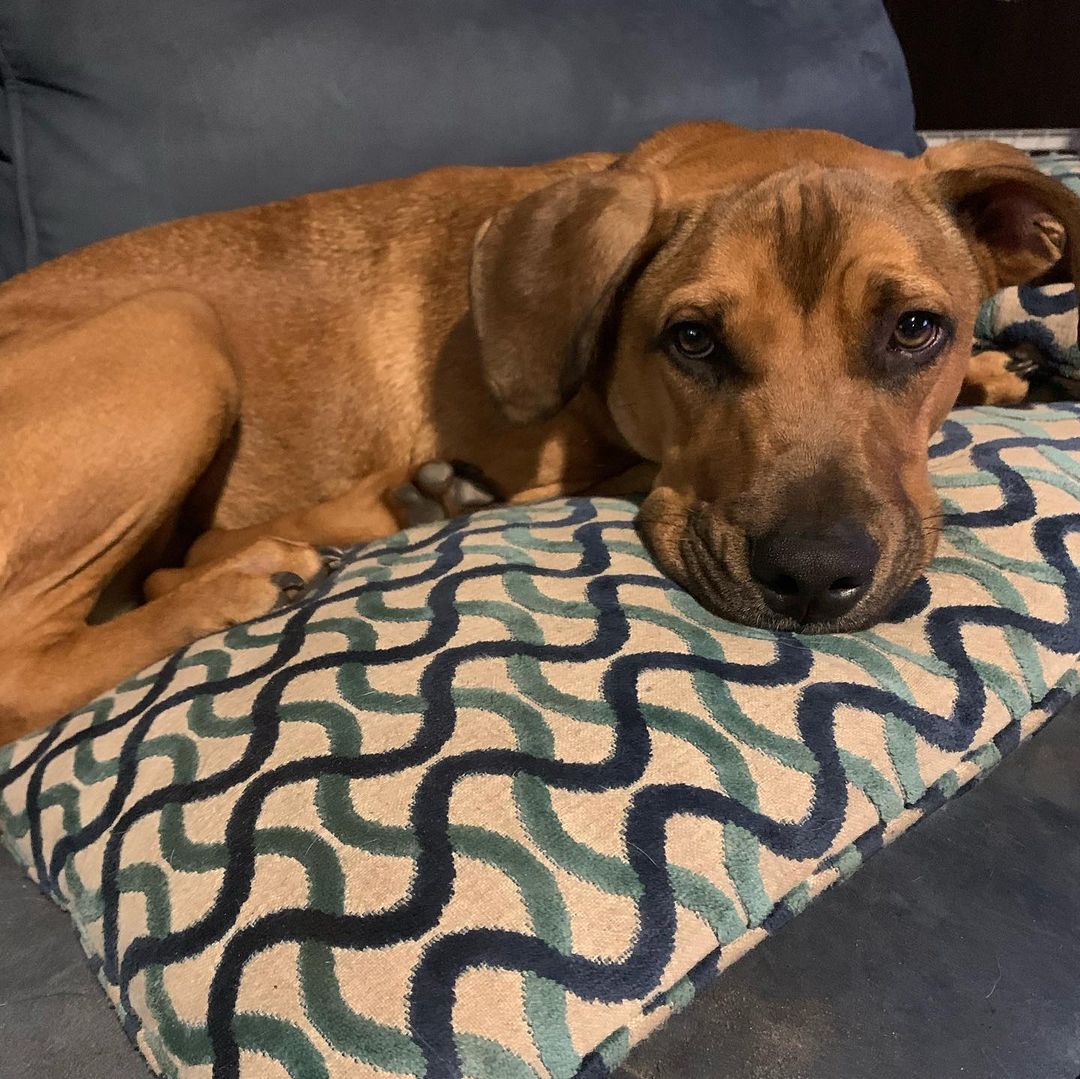 Hutchinson is looking for his forever home! He is 6 months old and sweet as can be! If you’re looking for a rambunctious and playful puppy he is the one for you! <a target='_blank' href='https://www.instagram.com/explore/tags/dogsofinstagram/'>#dogsofinstagram</a> <a target='_blank' href='https://www.instagram.com/explore/tags/dog/'>#dog</a> <a target='_blank' href='https://www.instagram.com/explore/tags/puppy/'>#puppy</a> <a target='_blank' href='https://www.instagram.com/explore/tags/puppiesofinstagram/'>#puppiesofinstagram</a> <a target='_blank' href='https://www.instagram.com/explore/tags/ADOREmeadoptme/'>#ADOREmeadoptme</a> <a target='_blank' href='https://www.instagram.com/explore/tags/playful/'>#playful</a> <a target='_blank' href='https://www.instagram.com/explore/tags/sweet/'>#sweet</a> <a target='_blank' href='https://www.instagram.com/explore/tags/cuddly/'>#cuddly</a> <a target='_blank' href='https://www.instagram.com/explore/tags/loving/'>#loving</a> <a target='_blank' href='https://www.instagram.com/explore/tags/handsome/'>#handsome</a> <a target='_blank' href='https://www.instagram.com/explore/tags/petsofinstagram/'>#petsofinstagram</a> <a target='_blank' href='https://www.instagram.com/explore/tags/animalrescue/'>#animalrescue</a> <a target='_blank' href='https://www.instagram.com/explore/tags/staffordshirebullterrier/'>#staffordshirebullterrier</a>