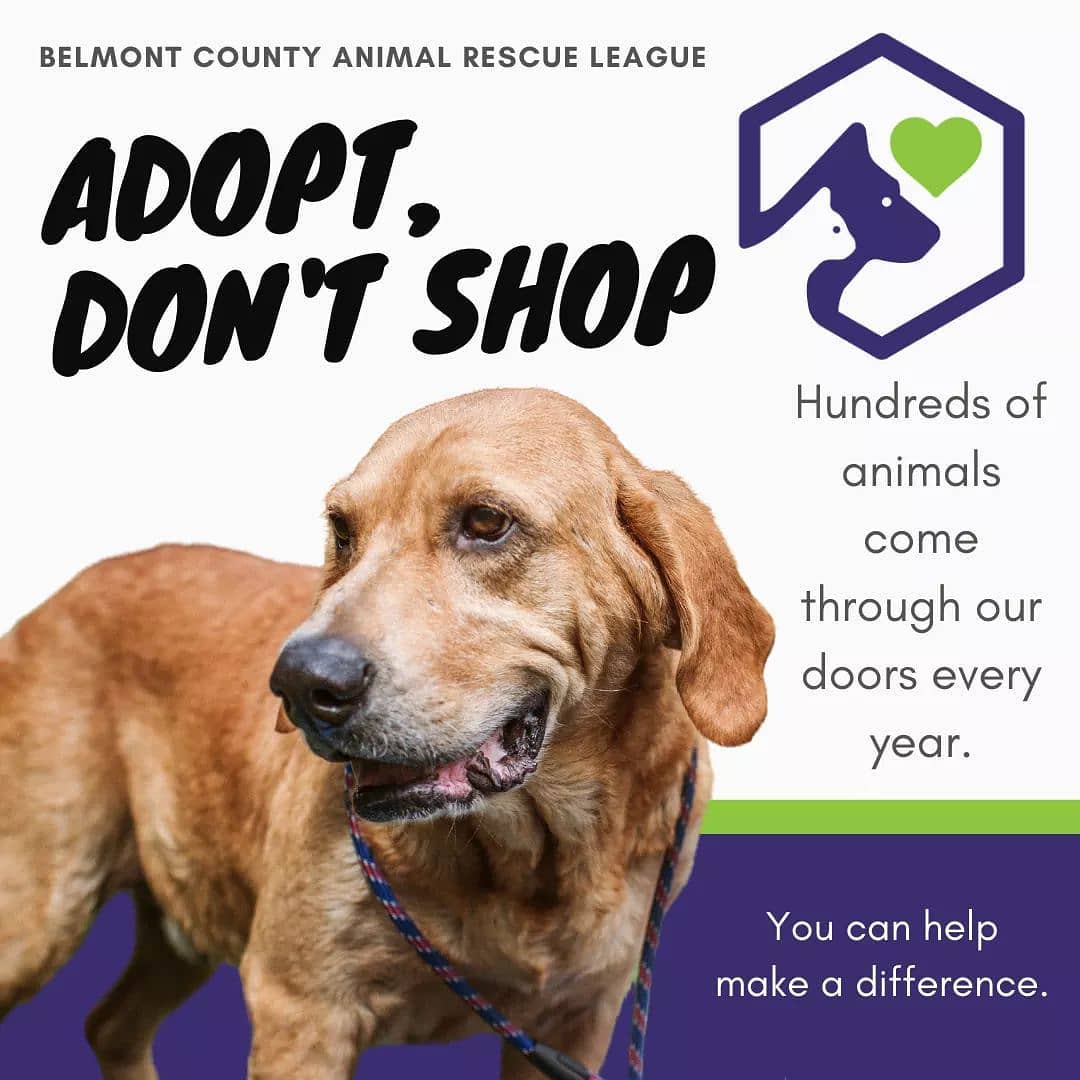 The Belmont County Animal Rescue League is Belmont County's ONLY nonprofit dedicated solely to dealing with abused and neglected animals. We are not primarily an animal shelter, but we do provide a safe place for our rescued animals to recover before finding them a home that will give them the love and support they deserve.

We encourage you to adopt today.

Check out all of our adoptable animals on PetFinder. Link in bio.

<a target='_blank' href='https://www.instagram.com/explore/tags/bcarl/'>#bcarl</a> <a target='_blank' href='https://www.instagram.com/explore/tags/adoptdontshop/'>#adoptdontshop</a> <a target='_blank' href='https://www.instagram.com/explore/tags/catsofinstagram/'>#catsofinstagram</a> <a target='_blank' href='https://www.instagram.com/explore/tags/catlover/'>#catlover</a> <a target='_blank' href='https://www.instagram.com/explore/tags/instacat/'>#instacat</a> <a target='_blank' href='https://www.instagram.com/explore/tags/catlife/'>#catlife</a> <a target='_blank' href='https://www.instagram.com/explore/tags/kittensofinstagram/'>#kittensofinstagram</a> <a target='_blank' href='https://www.instagram.com/explore/tags/bestmeow/'>#bestmeow</a> <a target='_blank' href='https://www.instagram.com/explore/tags/petsofinstagram/'>#petsofinstagram</a> <a target='_blank' href='https://www.instagram.com/explore/tags/petstagram/'>#petstagram</a> <a target='_blank' href='https://www.instagram.com/explore/tags/rescue/'>#rescue</a> <a target='_blank' href='https://www.instagram.com/explore/tags/animalrescue/'>#animalrescue</a>
<a target='_blank' href='https://www.instagram.com/explore/tags/shelterpetsarebest/'>#shelterpetsarebest</a> <a target='_blank' href='https://www.instagram.com/explore/tags/shelterpets/'>#shelterpets</a> <a target='_blank' href='https://www.instagram.com/explore/tags/snugglebuddy/'>#snugglebuddy</a>