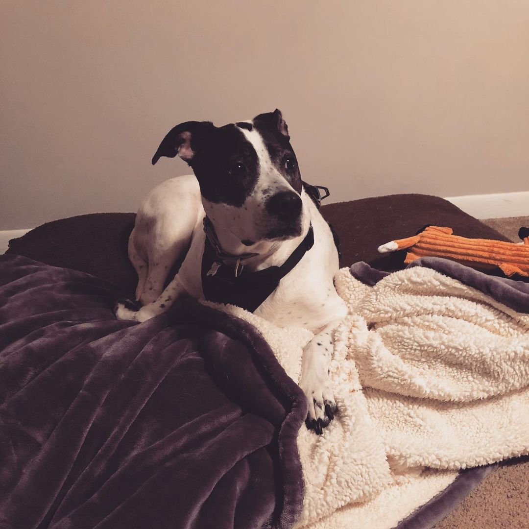 Buss it buss it Buster!
Chill senior looking for a chill forever home <a target='_blank' href='https://www.instagram.com/explore/tags/adoptdontshop/'>#adoptdontshop</a> <a target='_blank' href='https://www.instagram.com/explore/tags/dogs/'>#dogs</a> <a target='_blank' href='https://www.instagram.com/explore/tags/dogsofinstagram/'>#dogsofinstagram</a> <a target='_blank' href='https://www.instagram.com/explore/tags/rescuedogsofinstagram/'>#rescuedogsofinstagram</a> <a target='_blank' href='https://www.instagram.com/explore/tags/lastdaydogrescue/'>#lastdaydogrescue</a>