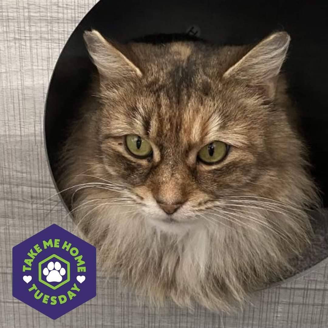 Autumn is a GORGEOUS Maine Coon and Domestic Long Hair mix, and she's looking for her forever family! 🐾❤️

Autumn came to us after being caged outside with five other cats and a litter of kittens. When we found her, they had no food and the litter box was full to the top. Because of her traumatic past, Autumn had a long way to go until she felt safe, but she has done so much better since arriving here. She's a reserved beauty queen with a charming personality, and she'll make a great addition to any family. If you are interested in adopting Autumn, please fill out an adoption form (link in bio). 🐾

<a target='_blank' href='https://www.instagram.com/explore/tags/bcarl/'>#bcarl</a> <a target='_blank' href='https://www.instagram.com/explore/tags/adoptdontshop/'>#adoptdontshop</a> <a target='_blank' href='https://www.instagram.com/explore/tags/catsofinstagram/'>#catsofinstagram</a> <a target='_blank' href='https://www.instagram.com/explore/tags/catlover/'>#catlover</a> <a target='_blank' href='https://www.instagram.com/explore/tags/instacat/'>#instacat</a> <a target='_blank' href='https://www.instagram.com/explore/tags/catlife/'>#catlife</a> <a target='_blank' href='https://www.instagram.com/explore/tags/kittensofinstagram/'>#kittensofinstagram</a> <a target='_blank' href='https://www.instagram.com/explore/tags/bestmeow/'>#bestmeow</a> <a target='_blank' href='https://www.instagram.com/explore/tags/petsofinstagram/'>#petsofinstagram</a> <a target='_blank' href='https://www.instagram.com/explore/tags/petstagram/'>#petstagram</a> <a target='_blank' href='https://www.instagram.com/explore/tags/rescue/'>#rescue</a> <a target='_blank' href='https://www.instagram.com/explore/tags/animalrescue/'>#animalrescue</a>
<a target='_blank' href='https://www.instagram.com/explore/tags/shelterpetsarebest/'>#shelterpetsarebest</a> <a target='_blank' href='https://www.instagram.com/explore/tags/shelterpets/'>#shelterpets</a> <a target='_blank' href='https://www.instagram.com/explore/tags/snugglebuddy/'>#snugglebuddy</a>