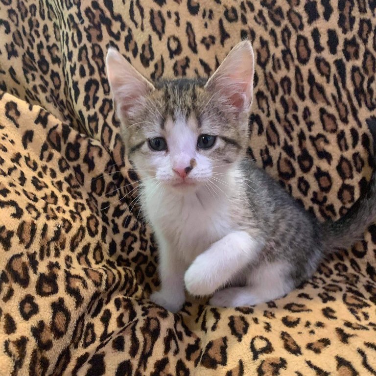 How cute is this little girl looking for her forever home! This is Okeechobee and she is 8 weeks old! She is located in Orlando, Florida! <a target='_blank' href='https://www.instagram.com/explore/tags/kitten/'>#kitten</a> <a target='_blank' href='https://www.instagram.com/explore/tags/kittensofinstagram/'>#kittensofinstagram</a> <a target='_blank' href='https://www.instagram.com/explore/tags/okeechobee/'>#okeechobee</a> <a target='_blank' href='https://www.instagram.com/explore/tags/ADOREmeadoptme/'>#ADOREmeadoptme</a> <a target='_blank' href='https://www.instagram.com/explore/tags/playful/'>#playful</a> <a target='_blank' href='https://www.instagram.com/explore/tags/loving/'>#loving</a> <a target='_blank' href='https://www.instagram.com/explore/tags/adorable/'>#adorable</a> <a target='_blank' href='https://www.instagram.com/explore/tags/orlandoflorida/'>#orlandoflorida</a>