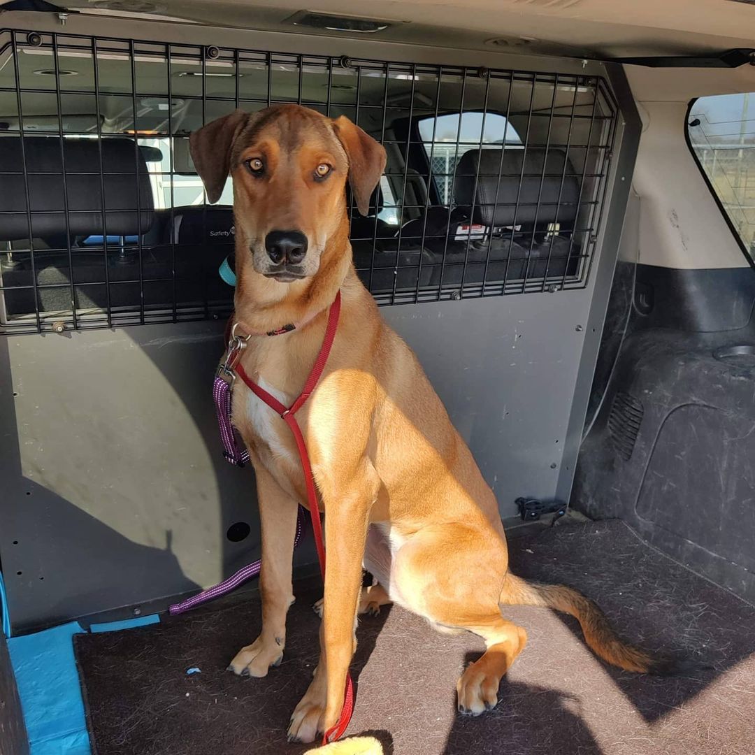 Nala the hound mix is home from her freedom ride from the Denton Animal Shelter. She wills decompress here at CoPilot Animal Rescue before being placed up for adoption.