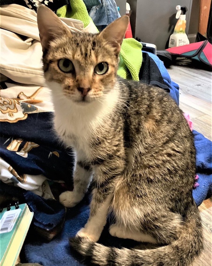 Sweet Sangria is looking for her forever home. She is a young adult who has turned around to trust humans. She needs a patient yet loving household. She loves to purr once she has settled in. <a target='_blank' href='https://www.instagram.com/explore/tags/cat/'>#cat</a> <a target='_blank' href='https://www.instagram.com/explore/tags/catsofinstagram/'>#catsofinstagram</a> <a target='_blank' href='https://www.instagram.com/explore/tags/kitty/'>#kitty</a> <a target='_blank' href='https://www.instagram.com/explore/tags/sangria/'>#sangria</a> <a target='_blank' href='https://www.instagram.com/explore/tags/ADOREmeadoptme/'>#ADOREmeadoptme</a> <a target='_blank' href='https://www.instagram.com/explore/tags/rescueanimal/'>#rescueanimal</a> <a target='_blank' href='https://www.instagram.com/explore/tags/animalrescue/'>#animalrescue</a> <a target='_blank' href='https://www.instagram.com/explore/tags/pet/'>#pet</a> <a target='_blank' href='https://www.instagram.com/explore/tags/petsofinstagram/'>#petsofinstagram</a> <a target='_blank' href='https://www.instagram.com/explore/tags/adoption/'>#adoption</a>