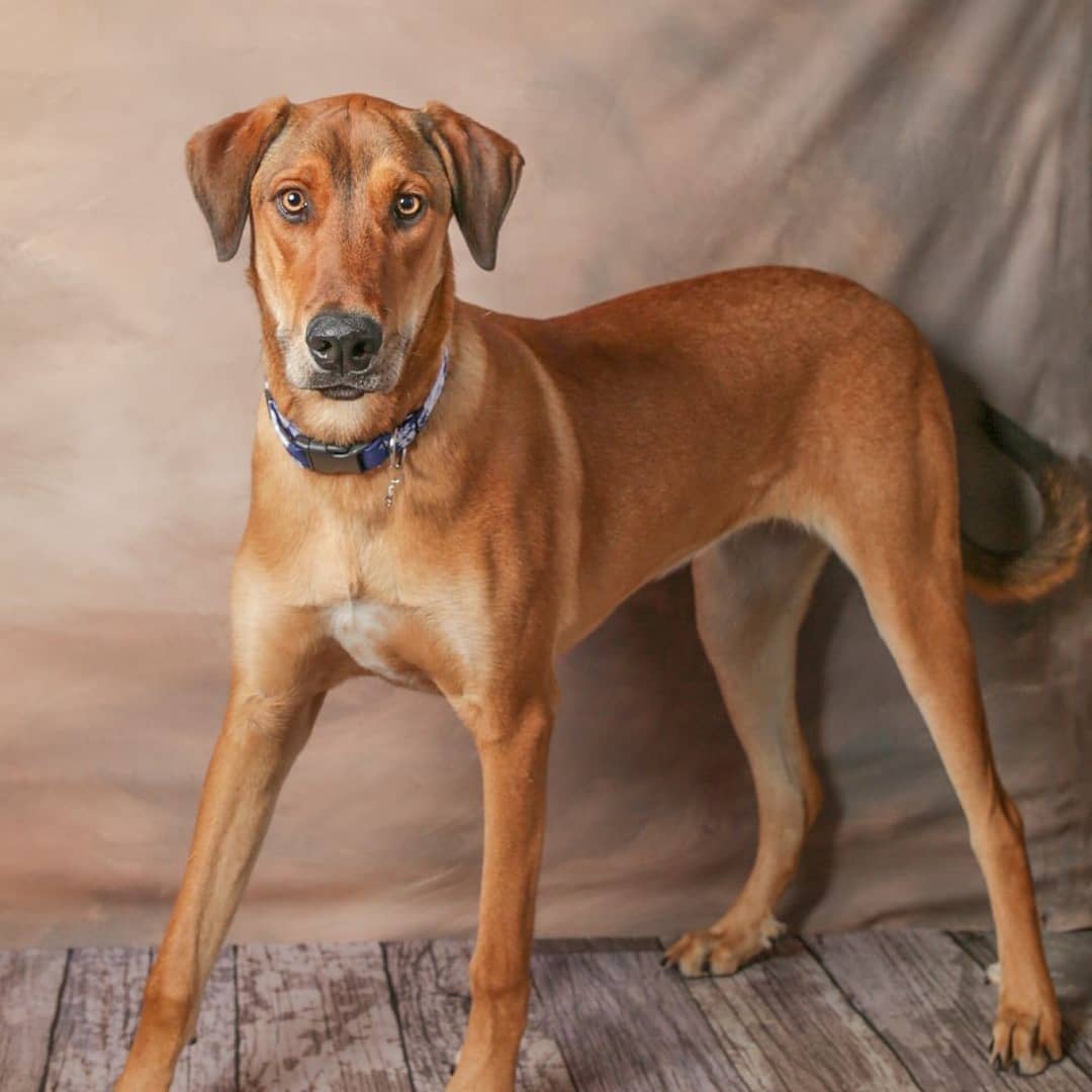 Nala the hound mix is home from her freedom ride from the Denton Animal Shelter. She wills decompress here at CoPilot Animal Rescue before being placed up for adoption.