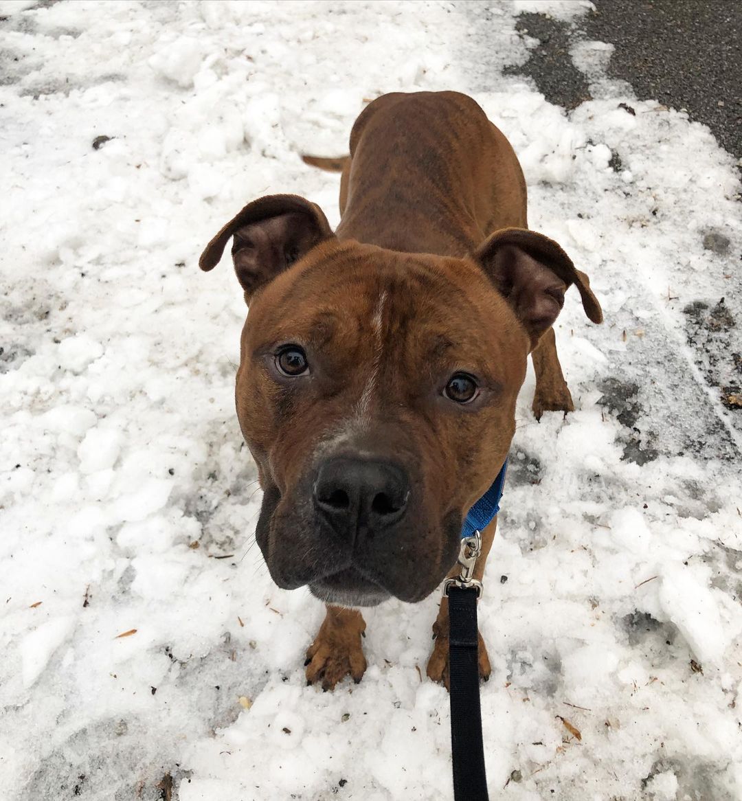 Meet Zeek! This sweet boy is almost 2 yrs old and he REALLY knows how to work the puppy dog eyes! 🥺💓 Zeek is a great mix of spunk and chill! He loves going for walks and playing with other dogs but he is also happy to sit with you and snuggle! Zeeks hind end sort of has a mind of its own, when he walks he is a bit wobbly! He has been examined by a neurologist who found no abnormalities in the MRI, we believe it is due to a congenital anomaly. It does not require any extra medical care and Zeek lives pain free without any maintenance! Zeek hopes his wobbly walk doesn’t turn you away!  Please visit our petfinder page if you’d like to adopt Zeek!