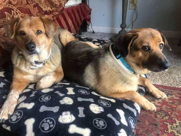 We don't normally post to find fosters on our main page but we are in need of foster for these girls until Saturday March 13th in the Atlanta area.  Please complete our foster form below if you can help these sweet girls and we will contact you🐾💖
Misty and Molly are a 5 year old mom and 4 year old daughter who need a foster home to crash until Saturday, March 13th. They are fully vetted, spayed and housebroken as well as good with other dogs but no cats for these girls.  Both girls are a little on the chunky side at 43 and 45 pounds and border on being lowriders with little short legs. They are good on leash so if you enjoy walking they could use that too. They are not destructive in the house and don't need to be crated unless you prefer🐾💖
https://form.jotform.com/81476084684164