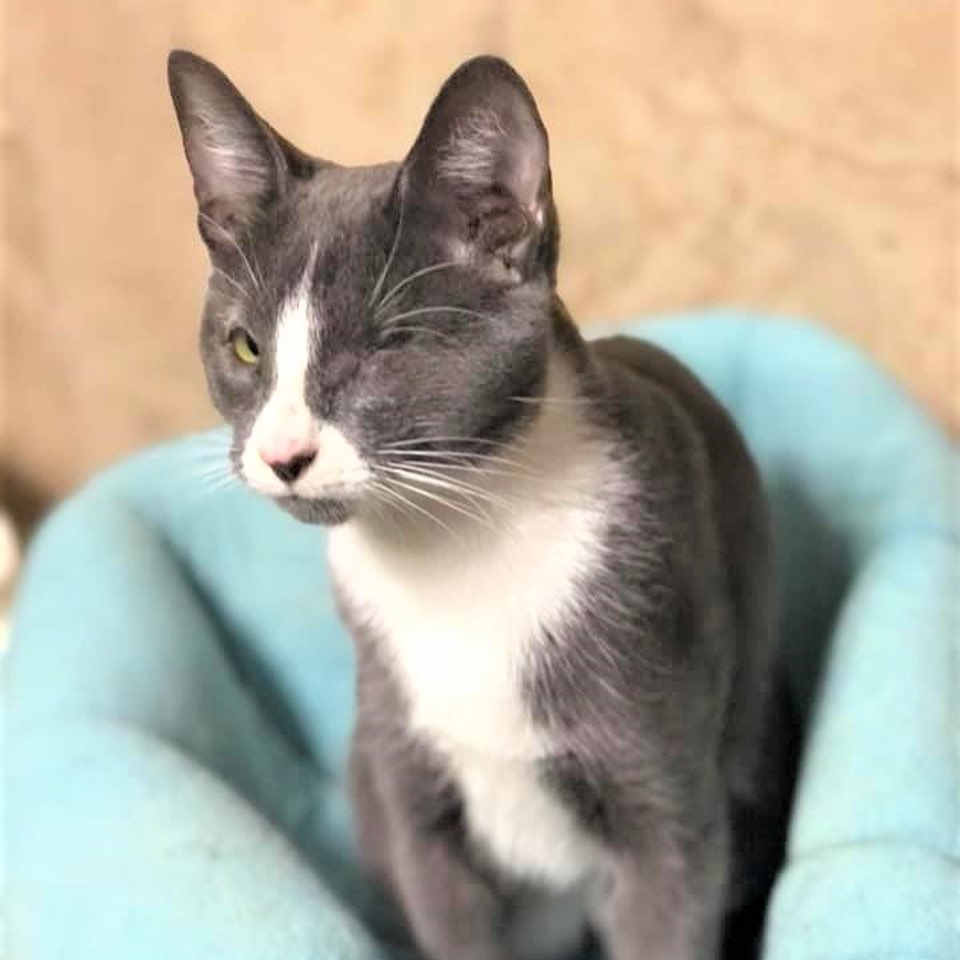 Helen and her sister Harriet are looking for a forever home! They are a bonded pair who both have needed eye surgery for eyelid agenesis. They are 7 months old. While timid at first, they can be very affectionate once they have warmed up! <a target='_blank' href='https://www.instagram.com/explore/tags/harriet/'>#harriet</a> <a target='_blank' href='https://www.instagram.com/explore/tags/helen/'>#helen</a> <a target='_blank' href='https://www.instagram.com/explore/tags/ADOREmeadoptme/'>#ADOREmeadoptme</a> <a target='_blank' href='https://www.instagram.com/explore/tags/rescueanimal/'>#rescueanimal</a> <a target='_blank' href='https://www.instagram.com/explore/tags/animalrescue/'>#animalrescue</a> <a target='_blank' href='https://www.instagram.com/explore/tags/adoption/'>#adoption</a> <a target='_blank' href='https://www.instagram.com/explore/tags/foreverhome/'>#foreverhome</a> <a target='_blank' href='https://www.instagram.com/explore/tags/catsofinstagram/'>#catsofinstagram</a> <a target='_blank' href='https://www.instagram.com/explore/tags/cats/'>#cats</a> <a target='_blank' href='https://www.instagram.com/explore/tags/cat/'>#cat</a> <a target='_blank' href='https://www.instagram.com/explore/tags/kitty/'>#kitty</a>