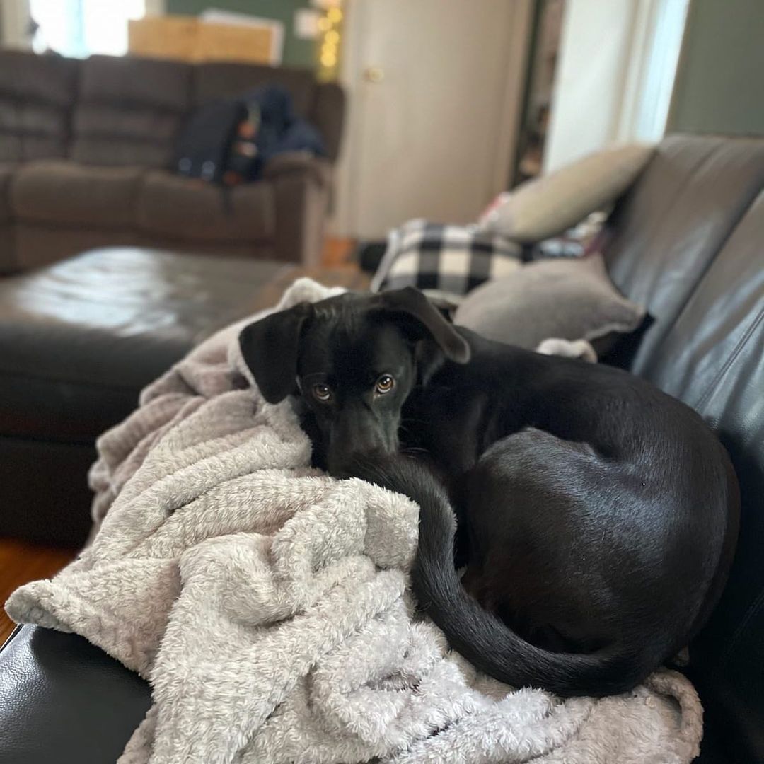 Maritza (2020 rescue) is a snuggle expert! Cute AND cozy? ✅ and ✅!

<a target='_blank' href='https://www.instagram.com/explore/tags/puntasantiagodogs/'>#puntasantiagodogs</a> <a target='_blank' href='https://www.instagram.com/explore/tags/adoptdontshop/'>#adoptdontshop</a> <a target='_blank' href='https://www.instagram.com/explore/tags/rescuedismyfavoritebreed/'>#rescuedismyfavoritebreed</a>