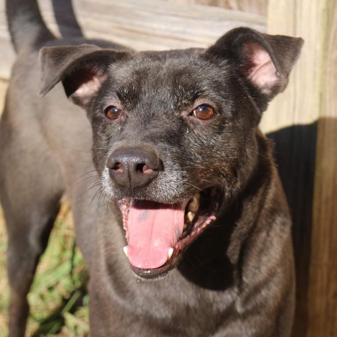 Hi I’m Blade! 
I’m a 3 (almost 4) year old Lab/Thai Ridgeback mix. Can you believe these humans downloaded an app to tell them that? I refer to myself as CBD aka Cute Black Dog! Being a youngin, I LOVE to be active! Are you and your family active? Because that sounds like the perfect situation for me! I’m playful when I get to know you but can seem shy at first. In fact, do you have kids over 10? Because that would be awesome! We can play all day! I’ll help them exercise and that means we all will sleep better!  I’m all boy by the way so I absolutely love sports…especially tennis! Can you get a tennis ball? I would do just about anything for one! I will take it from you or your children as graceful as holding a baby butterfly to release it on its journey to Mexico, but I will play with it after that. GIMME BALL! PLEASE PLEASE PLEASE! I am very gentle when playing with the ball but I run real fast! I should learn commands quickly as much as that yellow circle seems to make me so happy and focused! The other dogs around here don’t like me. They may wonder why my snout is so small and I’m so tall. IDK what it is, but I really would like a home that let’s me be a CBD with a tennis ball! The trainer says it’s not my fault that I get picked on. It’s hard being tall and good looking! Balls are for fetching. Let’s find and save all the tennis balls together! If you are interested in adopting or fostering Blade please fill out an application at https://www.arfms.org/adopt