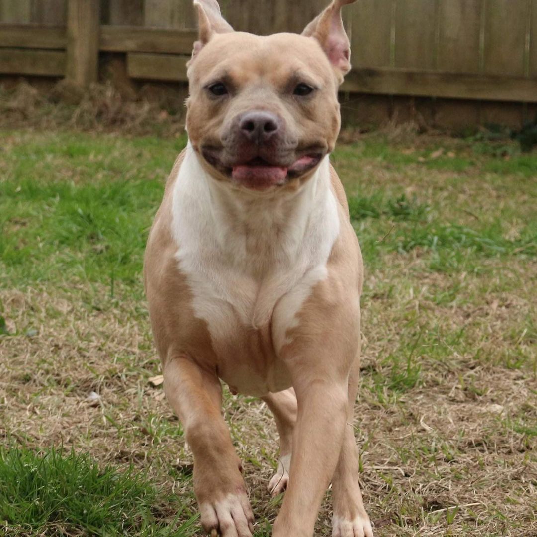 February 6th- Will you be my Valentine? 
Allison is a 4-5 year old Staffordshire Terrier mix who was surrendered to our shelter by her owner. They used her for breeding to make a profit. She is in the top 10 of the most affectionate pups at the entire shelter. Allison is very calm and super sweet.  She wants nothing more than humans to pet her, feed her, and tell her she’s pretty. She is great at reminding you when her bowl is empty as she carries it around like a security blankie in her mouth. Allison’s calm demeanor would make her great emotional support companion for the right family. The only thing she doesn’t like is other dogs. Shes doesn’t want to play games when it comes to other pups. She prefers cuddling humans instead. We suspect this is from being bred for profit at such a young age that play time or jumpy pups become an anxiety trigger for her and she simply tells the other pups to back off. Please share her story so we can find Allison her own home where she can be the center of attention. She is P-R-E-C-I-O-U-S!  If you are interested in adopting Allison please fill out an application at https://www.arfms.org/adopt .