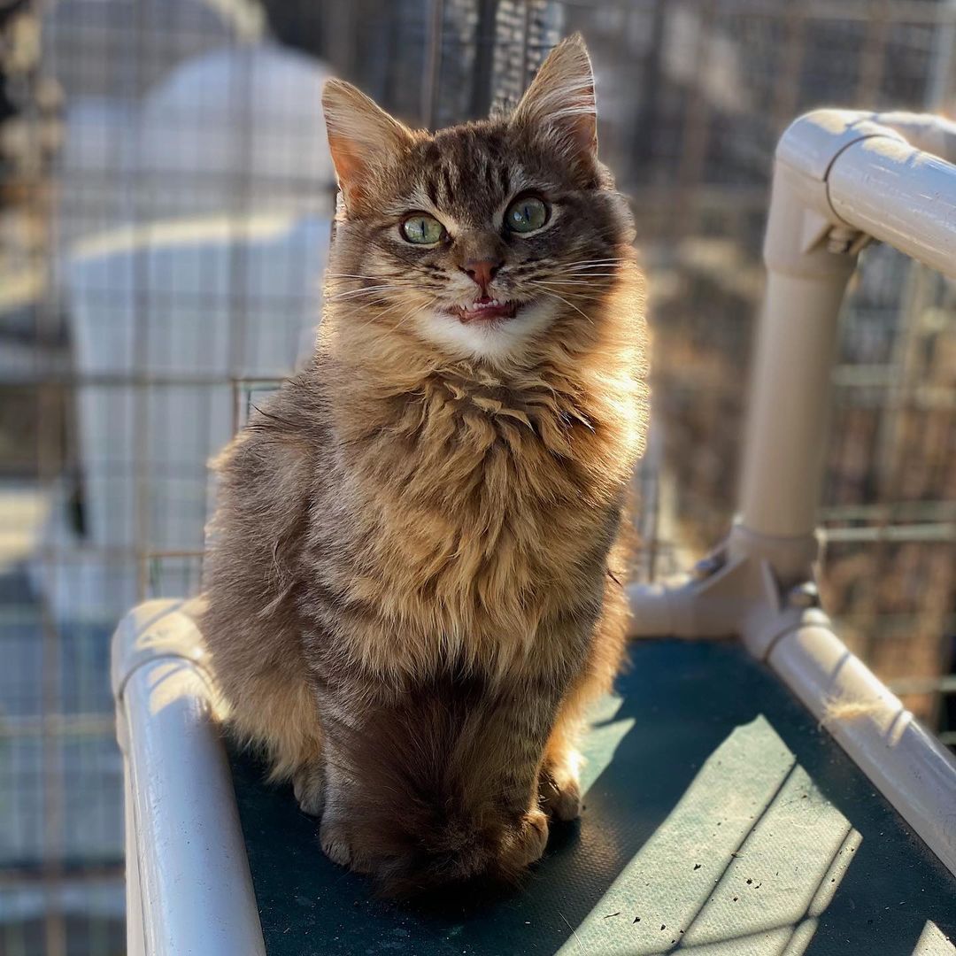 [ADOPTED]  Say “cheese!”

Bailey is a one year old male who is ready for his forever home. He’s a complete love who wants to cuddle with his humans all day long. Come check him out! 🐈🐾

<a target='_blank' href='https://www.instagram.com/explore/tags/lphs/'>#lphs</a> <a target='_blank' href='https://www.instagram.com/explore/tags/adoptdontshop/'>#adoptdontshop</a>