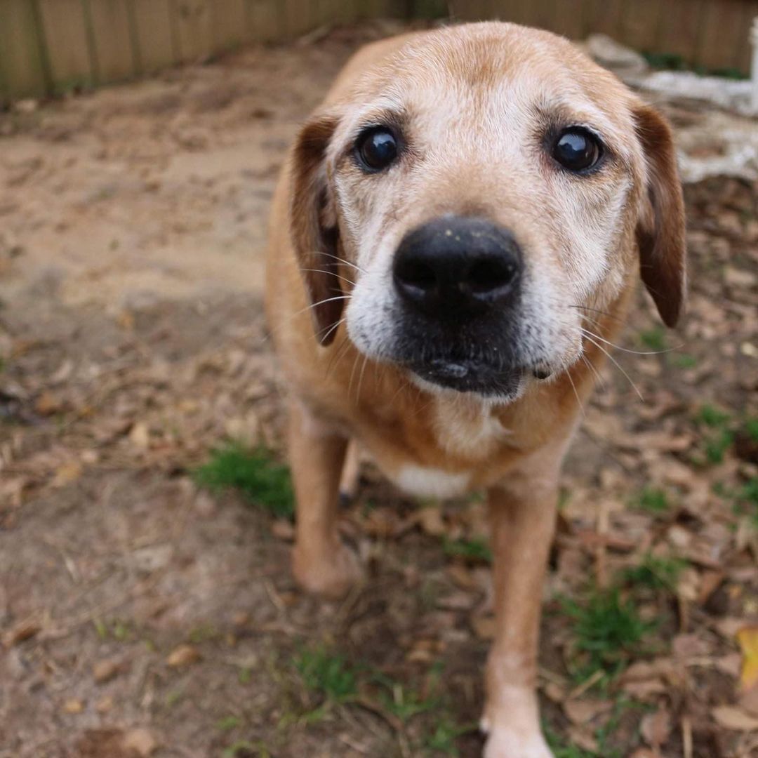 SENIOR ALERT!! Levi in Hebrew means joined in harmony. Levi wants to know where his people are at because the only harmony he hears is the howling of all the pups in the shelter when its nap time or a visitor stops by. 
Levi is a 15 year old lab mix who came to our shelter as a puppy in 2006 and has spent his entire life in the shelter. That’s a long time! Levi is one of the dogs we mentioned with no fight or flight skills and always seems to be the brunt of the bullying. For this reason, he has started anticipating rejection and holds his head a little lower than he used to. He’s lost some of his confidence, but Levi is very quick to warm up and come to you for pets and attention. Levi walks great on a leash no matter what is going on in the world around him. His only wish is a home of his own with a comfy bed with maybe a lullaby or two. He is quiet, calm, and as go with the flow as can be! If you are interested in adopting or fostering Levi please fill out an application at https://www.arfms.org/adopt. He is without a doubt one of the oldest pups in the shelter. Share his story so we can find Levi a home.