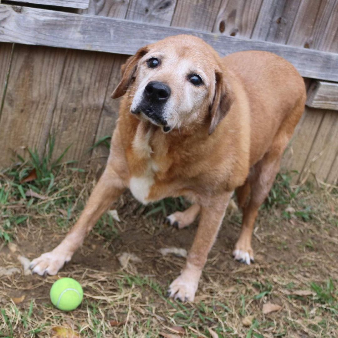 SENIOR ALERT!! Levi in Hebrew means joined in harmony. Levi wants to know where his people are at because the only harmony he hears is the howling of all the pups in the shelter when its nap time or a visitor stops by. 
Levi is a 15 year old lab mix who came to our shelter as a puppy in 2006 and has spent his entire life in the shelter. That’s a long time! Levi is one of the dogs we mentioned with no fight or flight skills and always seems to be the brunt of the bullying. For this reason, he has started anticipating rejection and holds his head a little lower than he used to. He’s lost some of his confidence, but Levi is very quick to warm up and come to you for pets and attention. Levi walks great on a leash no matter what is going on in the world around him. His only wish is a home of his own with a comfy bed with maybe a lullaby or two. He is quiet, calm, and as go with the flow as can be! If you are interested in adopting or fostering Levi please fill out an application at https://www.arfms.org/adopt. He is without a doubt one of the oldest pups in the shelter. Share his story so we can find Levi a home.