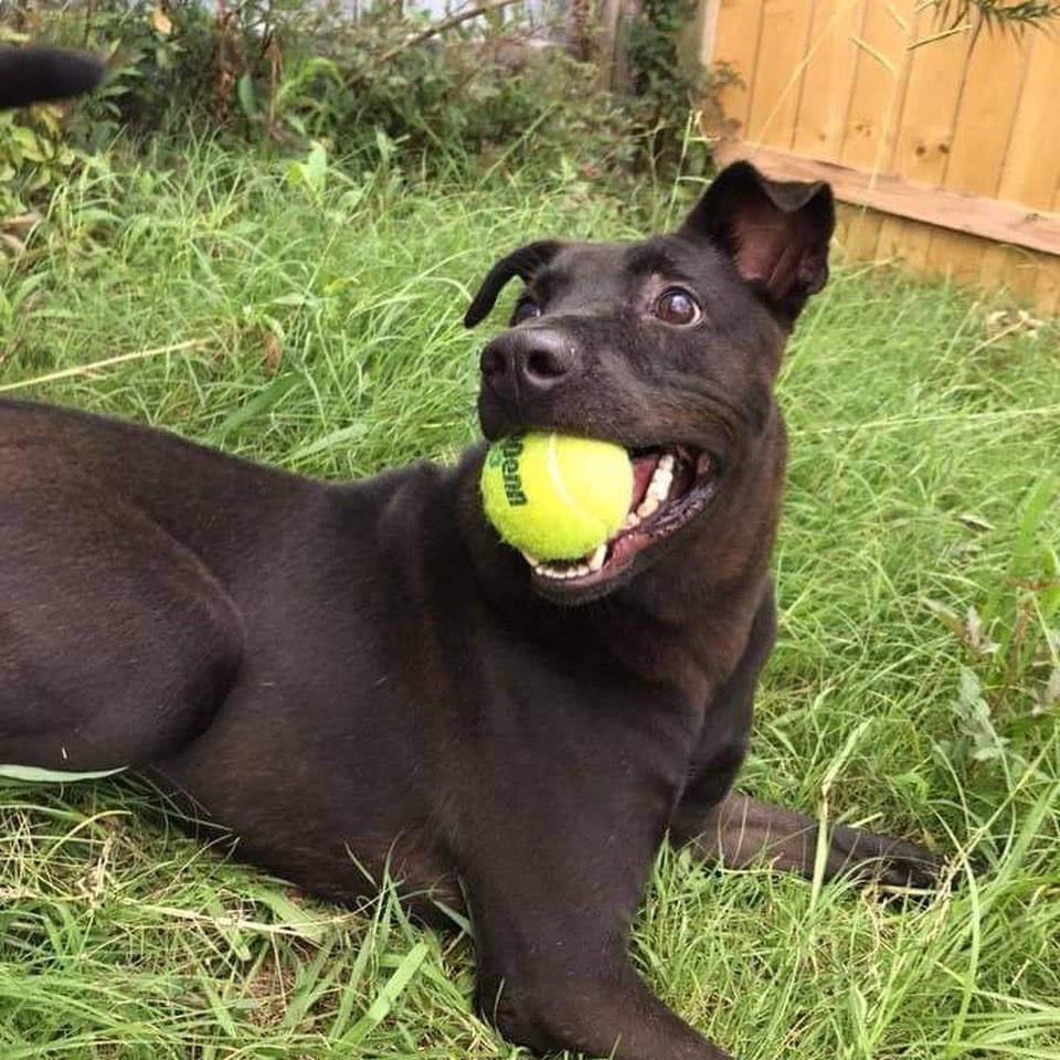 Hi I’m Blade! 
I’m a 3 (almost 4) year old Lab/Thai Ridgeback mix. Can you believe these humans downloaded an app to tell them that? I refer to myself as CBD aka Cute Black Dog! Being a youngin, I LOVE to be active! Are you and your family active? Because that sounds like the perfect situation for me! I’m playful when I get to know you but can seem shy at first. In fact, do you have kids over 10? Because that would be awesome! We can play all day! I’ll help them exercise and that means we all will sleep better!  I’m all boy by the way so I absolutely love sports…especially tennis! Can you get a tennis ball? I would do just about anything for one! I will take it from you or your children as graceful as holding a baby butterfly to release it on its journey to Mexico, but I will play with it after that. GIMME BALL! PLEASE PLEASE PLEASE! I am very gentle when playing with the ball but I run real fast! I should learn commands quickly as much as that yellow circle seems to make me so happy and focused! The other dogs around here don’t like me. They may wonder why my snout is so small and I’m so tall. IDK what it is, but I really would like a home that let’s me be a CBD with a tennis ball! The trainer says it’s not my fault that I get picked on. It’s hard being tall and good looking! Balls are for fetching. Let’s find and save all the tennis balls together! If you are interested in adopting or fostering Blade please fill out an application at https://www.arfms.org/adopt