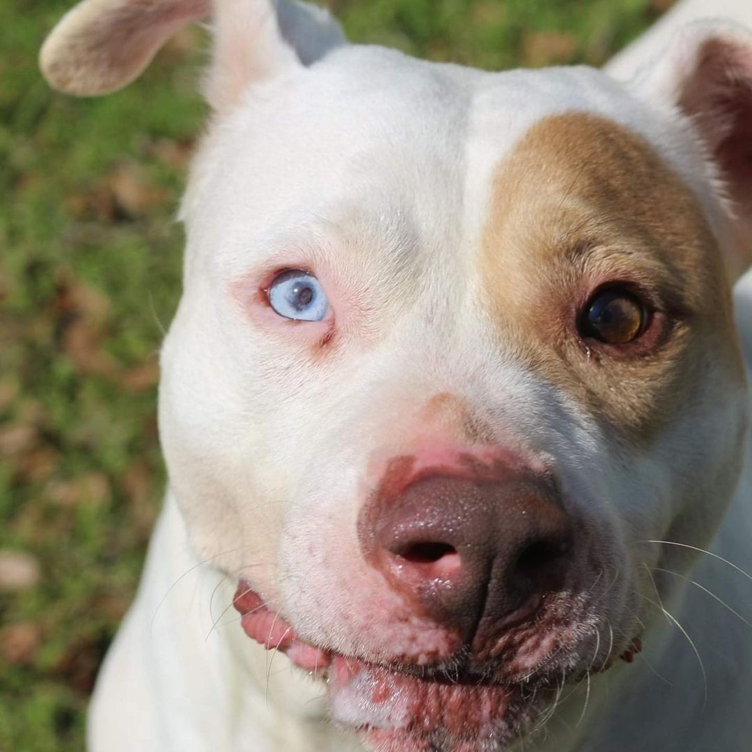 February 8th. Will you be my Valentine? 
Meet Dahli! Dahli is an adult American bulldog mix who was found in the middle of a highway shortly after weening some puppies. A nice lady stopped and Dahli jumped right in her car. After searching for owners in the middle of nowhere (who never came forward) Dahli joined the shelter from boarding. Dahli is a very laid back and sweet girl. She’s a little bit of sugar and a little bit of spice like her two different colored eyes. Blue and the white side is her sweet side. She is always sweet as can be when it comes to people. The other side is her side eye side. That’s the one she shows other dogs. Lol Totally kidding but like many of our other pets this month Dahli does prefer to the only pet.  She appreciates the little things in life and will laugh at your jokes even if they aren’t funny! Look at her SMILE! We think she would do great with older children and a family that does not have other pets. If you are interested in fostering or adopting Dahli please visit our website https://www.arfms.org/adopt