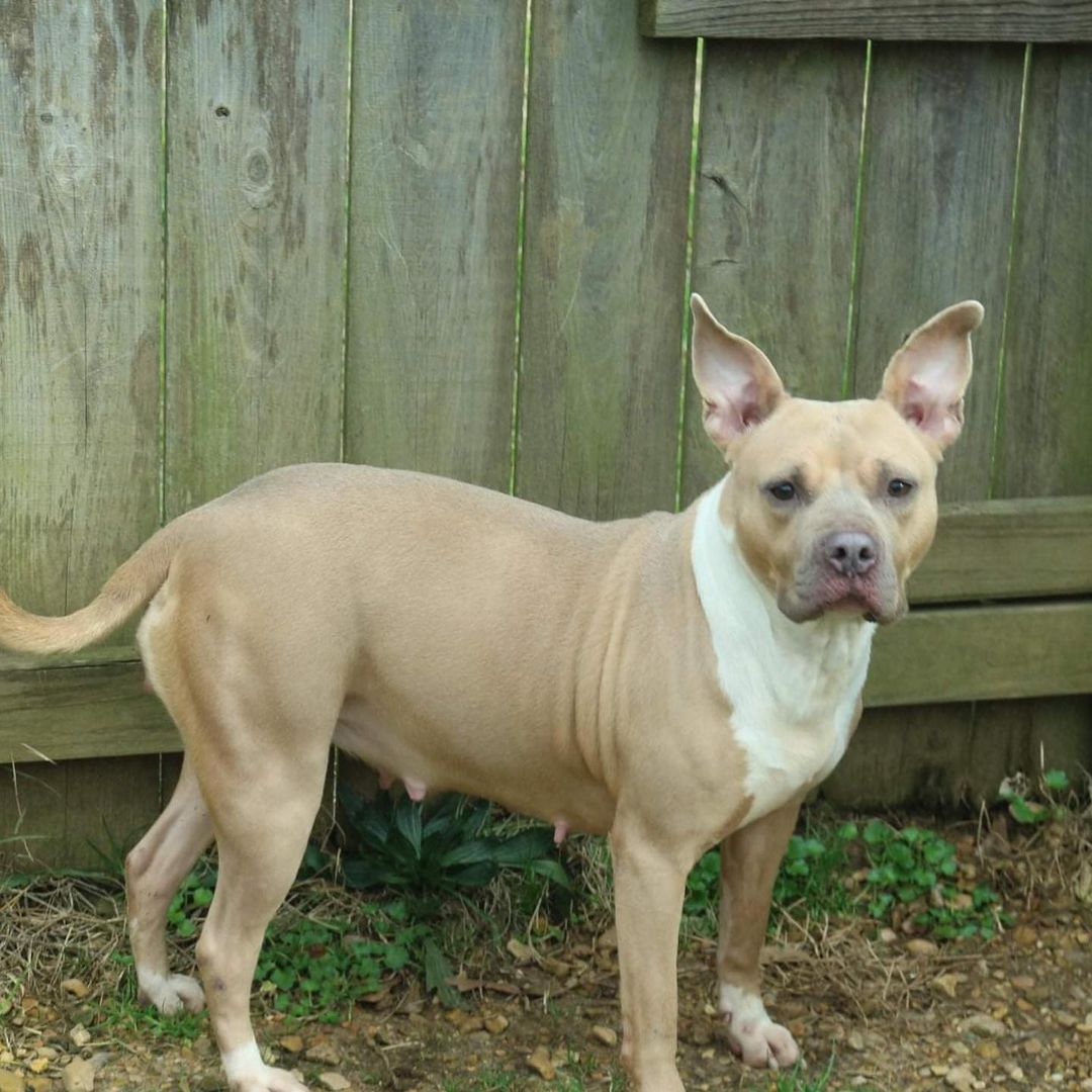 February 6th- Will you be my Valentine? 
Allison is a 4-5 year old Staffordshire Terrier mix who was surrendered to our shelter by her owner. They used her for breeding to make a profit. She is in the top 10 of the most affectionate pups at the entire shelter. Allison is very calm and super sweet.  She wants nothing more than humans to pet her, feed her, and tell her she’s pretty. She is great at reminding you when her bowl is empty as she carries it around like a security blankie in her mouth. Allison’s calm demeanor would make her great emotional support companion for the right family. The only thing she doesn’t like is other dogs. Shes doesn’t want to play games when it comes to other pups. She prefers cuddling humans instead. We suspect this is from being bred for profit at such a young age that play time or jumpy pups become an anxiety trigger for her and she simply tells the other pups to back off. Please share her story so we can find Allison her own home where she can be the center of attention. She is P-R-E-C-I-O-U-S!  If you are interested in adopting Allison please fill out an application at https://www.arfms.org/adopt .