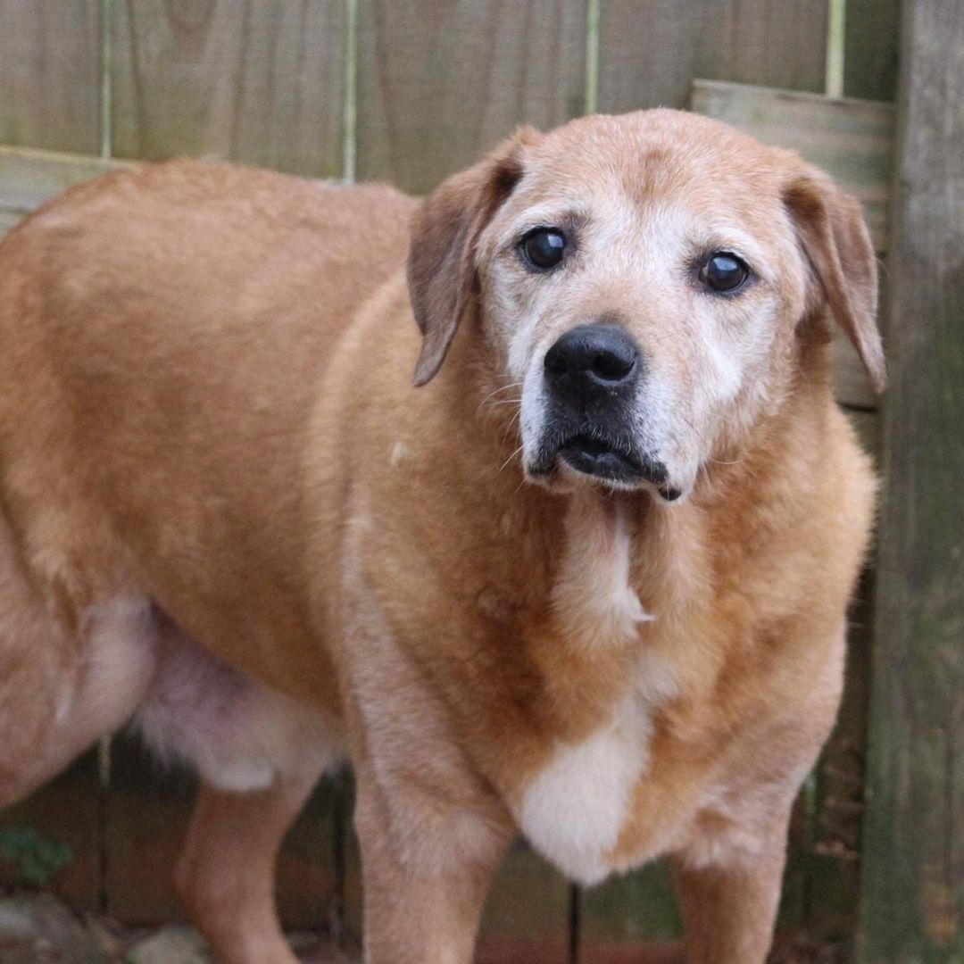 SENIOR ALERT!! Levi in Hebrew means joined in harmony. Levi wants to know where his people are at because the only harmony he hears is the howling of all the pups in the shelter when its nap time or a visitor stops by. 
Levi is a 15 year old lab mix who came to our shelter as a puppy in 2006 and has spent his entire life in the shelter. That’s a long time! Levi is one of the dogs we mentioned with no fight or flight skills and always seems to be the brunt of the bullying. For this reason, he has started anticipating rejection and holds his head a little lower than he used to. He’s lost some of his confidence, but Levi is very quick to warm up and come to you for pets and attention. Levi walks great on a leash no matter what is going on in the world around him. His only wish is a home of his own with a comfy bed with maybe a lullaby or two. He is quiet, calm, and as go with the flow as can be! If you are interested in adopting or fostering Levi please fill out an application at https://www.arfms.org/adopt. He is without a doubt one of the oldest pups in the shelter. Share his story so we can find Levi a home.