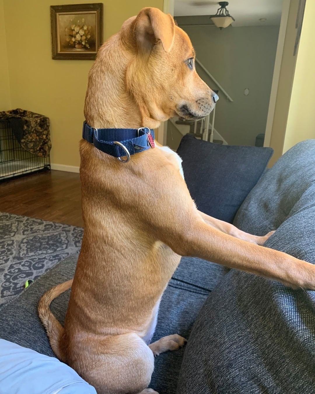 Time for another <a target='_blank' href='https://www.instagram.com/explore/tags/PSDHappyTails/'>#PSDHappyTails</a> Weekend PUPdate!!! 🐶💗🐾

Our featured pup this week is Callie (formerly Mars, 2020 rescue)! ❤️
.
Here's what Callie’s forever family has to say:

“We adopted Callie when our daughter, Avery, was 10 months old. She’s now 14 months and they are inseparable. We joke that Avery is Callie’s baby. She is fiercely loyal and doesn’t like to leave her or our side. She is sweet as pie and loves people, but really gravitates toward kids, she is always a big hit at the park. We have a big bay window that she loves to sit in like a cat and cracks up everyone who walks by.”

🥰🐶🥰🐶🥰🐶
.
.
We love hearing from our forever families! Be sure to tell us about your pup at bit.ly/PSDHappyTails and follow along with these stories by following <a target='_blank' href='https://www.instagram.com/explore/tags/PSDHappyTails/'>#PSDHappyTails</a> 
🇵🇷❤️🐶
.
<a target='_blank' href='https://www.instagram.com/explore/tags/adoptdontshop/'>#adoptdontshop</a> <a target='_blank' href='https://www.instagram.com/explore/tags/rescuedismyfavoritebreed/'>#rescuedismyfavoritebreed</a> <a target='_blank' href='https://www.instagram.com/explore/tags/puntasantiagodogs/'>#puntasantiagodogs</a>
<a target='_blank' href='https://www.instagram.com/explore/tags/dogrescue/'>#dogrescue</a>