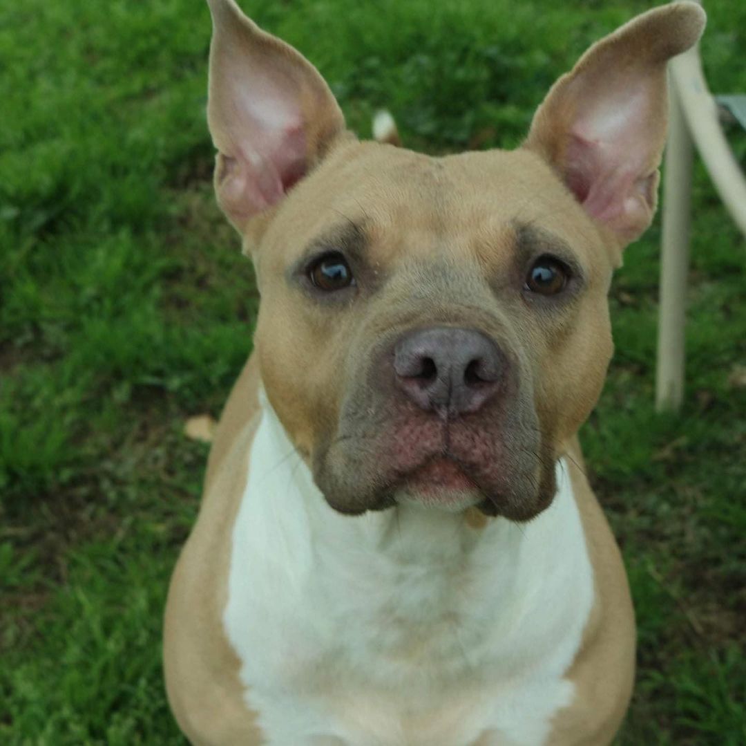 February 6th- Will you be my Valentine? 
Allison is a 4-5 year old Staffordshire Terrier mix who was surrendered to our shelter by her owner. They used her for breeding to make a profit. She is in the top 10 of the most affectionate pups at the entire shelter. Allison is very calm and super sweet.  She wants nothing more than humans to pet her, feed her, and tell her she’s pretty. She is great at reminding you when her bowl is empty as she carries it around like a security blankie in her mouth. Allison’s calm demeanor would make her great emotional support companion for the right family. The only thing she doesn’t like is other dogs. Shes doesn’t want to play games when it comes to other pups. She prefers cuddling humans instead. We suspect this is from being bred for profit at such a young age that play time or jumpy pups become an anxiety trigger for her and she simply tells the other pups to back off. Please share her story so we can find Allison her own home where she can be the center of attention. She is P-R-E-C-I-O-U-S!  If you are interested in adopting Allison please fill out an application at https://www.arfms.org/adopt .