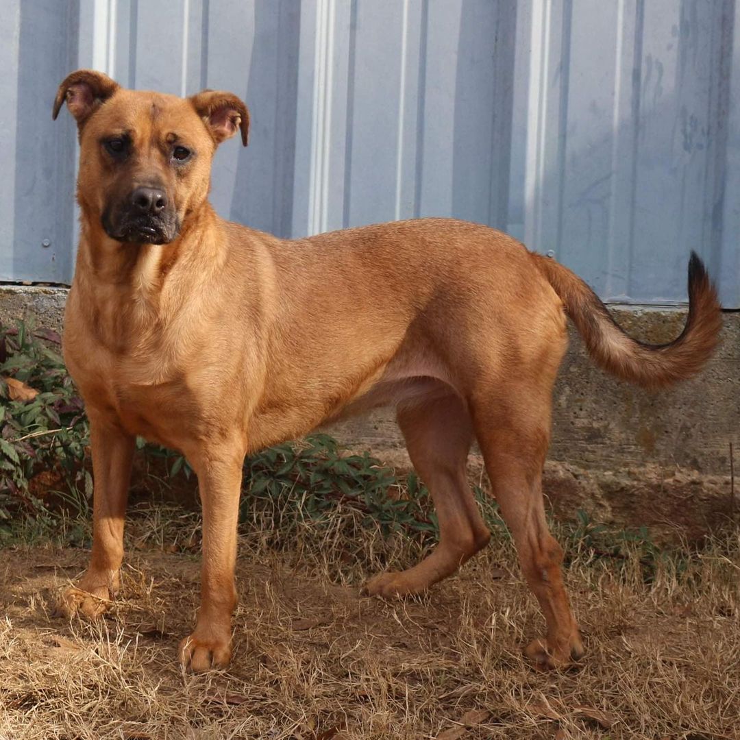 February 7th- Will you be my Valentine? 
Hello! My name is Victory and I was brought in as a puppy in 2017 adopted and returned and now I am a young lady. I am a shepherd mix which means I am so smart! I’m in great health and have the cutest little baby face! Victory means to defeat an enemy or an opponent, and I will be very protective of you. If you’re looking for a loyal and intelligent young lady then adopt me! To fill out an application to foster or adopt Victory, please visit our website. https://www.arfms.org/adopt

Victory would like a quiet home without many visitors. Due to her protective nature, Victory requires a home with no other animals nor children. Please share her story so she can find her forever!