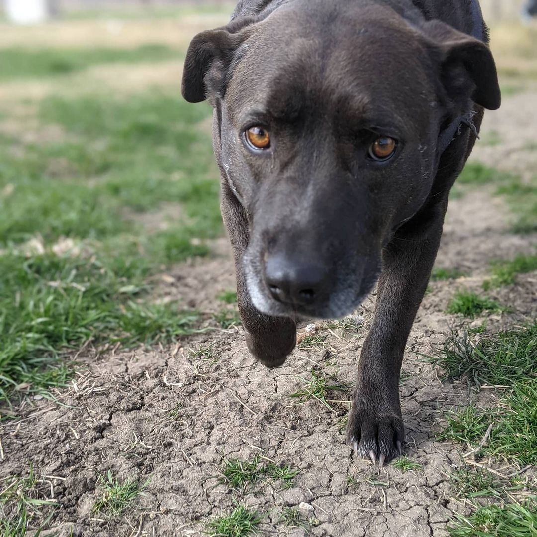 Welcome Chevy! After some updated shots and a heartworm test, he'll be available for adoption.