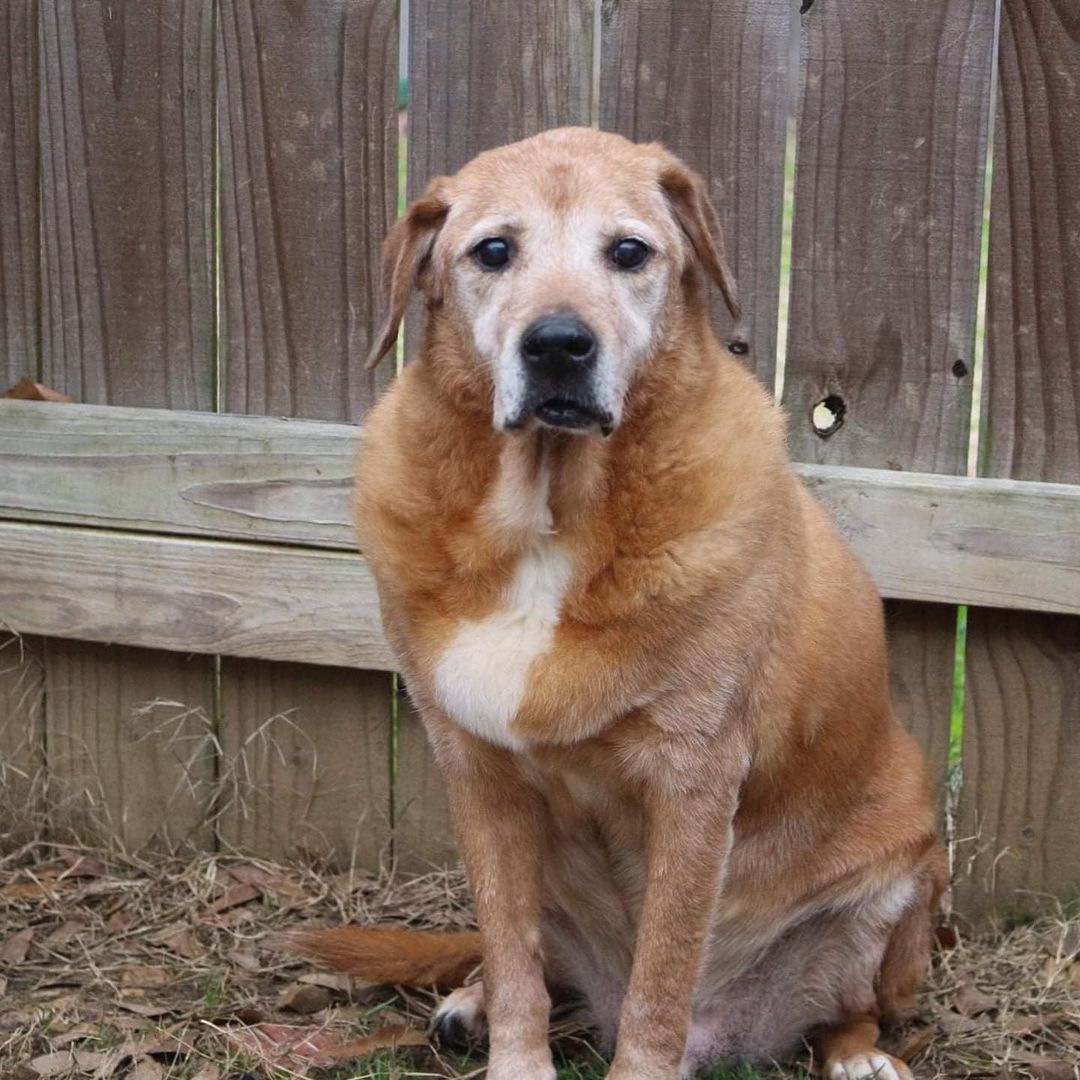 SENIOR ALERT!! Levi in Hebrew means joined in harmony. Levi wants to know where his people are at because the only harmony he hears is the howling of all the pups in the shelter when its nap time or a visitor stops by. 
Levi is a 15 year old lab mix who came to our shelter as a puppy in 2006 and has spent his entire life in the shelter. That’s a long time! Levi is one of the dogs we mentioned with no fight or flight skills and always seems to be the brunt of the bullying. For this reason, he has started anticipating rejection and holds his head a little lower than he used to. He’s lost some of his confidence, but Levi is very quick to warm up and come to you for pets and attention. Levi walks great on a leash no matter what is going on in the world around him. His only wish is a home of his own with a comfy bed with maybe a lullaby or two. He is quiet, calm, and as go with the flow as can be! If you are interested in adopting or fostering Levi please fill out an application at https://www.arfms.org/adopt. He is without a doubt one of the oldest pups in the shelter. Share his story so we can find Levi a home.