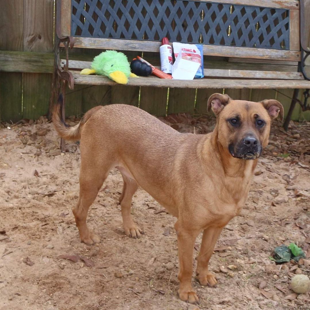 February 7th- Will you be my Valentine? 
Hello! My name is Victory and I was brought in as a puppy in 2017 adopted and returned and now I am a young lady. I am a shepherd mix which means I am so smart! I’m in great health and have the cutest little baby face! Victory means to defeat an enemy or an opponent, and I will be very protective of you. If you’re looking for a loyal and intelligent young lady then adopt me! To fill out an application to foster or adopt Victory, please visit our website. https://www.arfms.org/adopt

Victory would like a quiet home without many visitors. Due to her protective nature, Victory requires a home with no other animals nor children. Please share her story so she can find her forever!