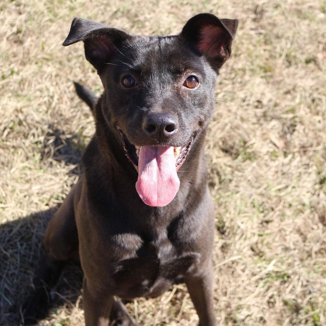 Hi I’m Blade! 
I’m a 3 (almost 4) year old Lab/Thai Ridgeback mix. Can you believe these humans downloaded an app to tell them that? I refer to myself as CBD aka Cute Black Dog! Being a youngin, I LOVE to be active! Are you and your family active? Because that sounds like the perfect situation for me! I’m playful when I get to know you but can seem shy at first. In fact, do you have kids over 10? Because that would be awesome! We can play all day! I’ll help them exercise and that means we all will sleep better!  I’m all boy by the way so I absolutely love sports…especially tennis! Can you get a tennis ball? I would do just about anything for one! I will take it from you or your children as graceful as holding a baby butterfly to release it on its journey to Mexico, but I will play with it after that. GIMME BALL! PLEASE PLEASE PLEASE! I am very gentle when playing with the ball but I run real fast! I should learn commands quickly as much as that yellow circle seems to make me so happy and focused! The other dogs around here don’t like me. They may wonder why my snout is so small and I’m so tall. IDK what it is, but I really would like a home that let’s me be a CBD with a tennis ball! The trainer says it’s not my fault that I get picked on. It’s hard being tall and good looking! Balls are for fetching. Let’s find and save all the tennis balls together! If you are interested in adopting or fostering Blade please fill out an application at https://www.arfms.org/adopt