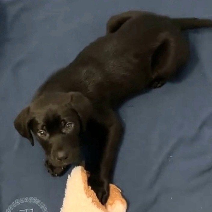 Sweet little Steuben is looking for his forever home! He is located in Florida! He is 11 weeks old! <a target='_blank' href='https://www.instagram.com/explore/tags/labradorretriever/'>#labradorretriever</a> <a target='_blank' href='https://www.instagram.com/explore/tags/labsofinstagram/'>#labsofinstagram</a> <a target='_blank' href='https://www.instagram.com/explore/tags/puppy/'>#puppy</a> <a target='_blank' href='https://www.instagram.com/explore/tags/puppiesofinstagram/'>#puppiesofinstagram</a> <a target='_blank' href='https://www.instagram.com/explore/tags/dog/'>#dog</a> <a target='_blank' href='https://www.instagram.com/explore/tags/dogsofinstagram/'>#dogsofinstagram</a> <a target='_blank' href='https://www.instagram.com/explore/tags/pet/'>#pet</a> <a target='_blank' href='https://www.instagram.com/explore/tags/petsofinstagram/'>#petsofinstagram</a> <a target='_blank' href='https://www.instagram.com/explore/tags/ADOREmeadoptme/'>#ADOREmeadoptme</a> <a target='_blank' href='https://www.instagram.com/explore/tags/animalrescue/'>#animalrescue</a> <a target='_blank' href='https://www.instagram.com/explore/tags/cuddle/'>#cuddle</a> <a target='_blank' href='https://www.instagram.com/explore/tags/love/'>#love</a> <a target='_blank' href='https://www.instagram.com/explore/tags/special/'>#special</a>