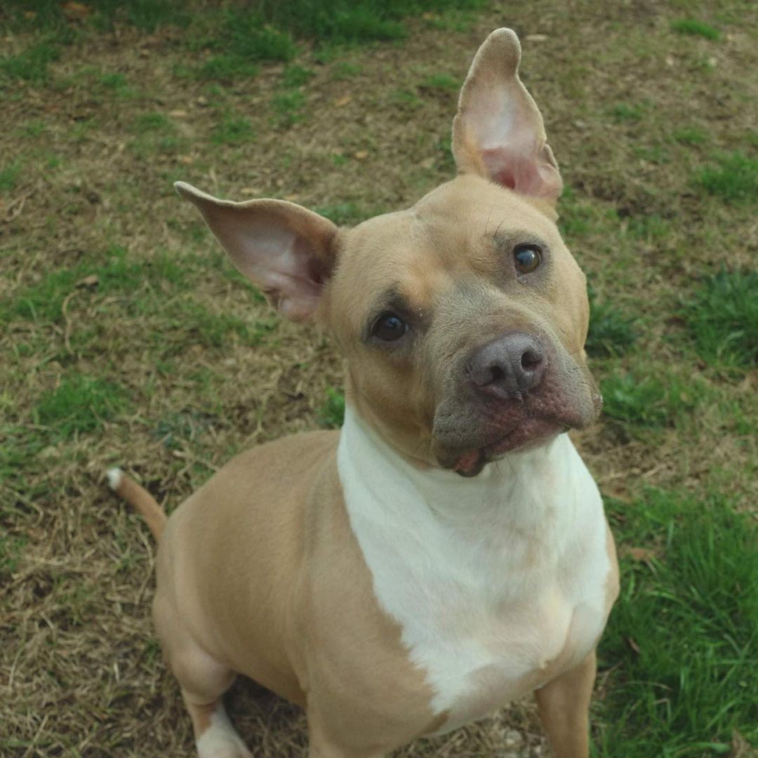 February 6th- Will you be my Valentine? 
Allison is a 4-5 year old Staffordshire Terrier mix who was surrendered to our shelter by her owner. They used her for breeding to make a profit. She is in the top 10 of the most affectionate pups at the entire shelter. Allison is very calm and super sweet.  She wants nothing more than humans to pet her, feed her, and tell her she’s pretty. She is great at reminding you when her bowl is empty as she carries it around like a security blankie in her mouth. Allison’s calm demeanor would make her great emotional support companion for the right family. The only thing she doesn’t like is other dogs. Shes doesn’t want to play games when it comes to other pups. She prefers cuddling humans instead. We suspect this is from being bred for profit at such a young age that play time or jumpy pups become an anxiety trigger for her and she simply tells the other pups to back off. Please share her story so we can find Allison her own home where she can be the center of attention. She is P-R-E-C-I-O-U-S!  If you are interested in adopting Allison please fill out an application at https://www.arfms.org/adopt .