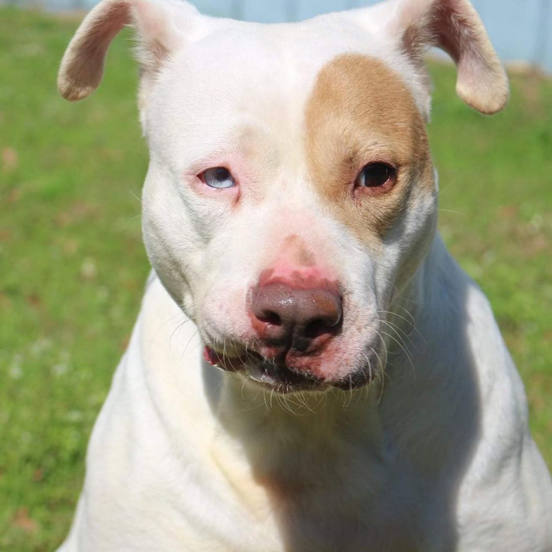 February 8th. Will you be my Valentine? 
Meet Dahli! Dahli is an adult American bulldog mix who was found in the middle of a highway shortly after weening some puppies. A nice lady stopped and Dahli jumped right in her car. After searching for owners in the middle of nowhere (who never came forward) Dahli joined the shelter from boarding. Dahli is a very laid back and sweet girl. She’s a little bit of sugar and a little bit of spice like her two different colored eyes. Blue and the white side is her sweet side. She is always sweet as can be when it comes to people. The other side is her side eye side. That’s the one she shows other dogs. Lol Totally kidding but like many of our other pets this month Dahli does prefer to the only pet.  She appreciates the little things in life and will laugh at your jokes even if they aren’t funny! Look at her SMILE! We think she would do great with older children and a family that does not have other pets. If you are interested in fostering or adopting Dahli please visit our website https://www.arfms.org/adopt