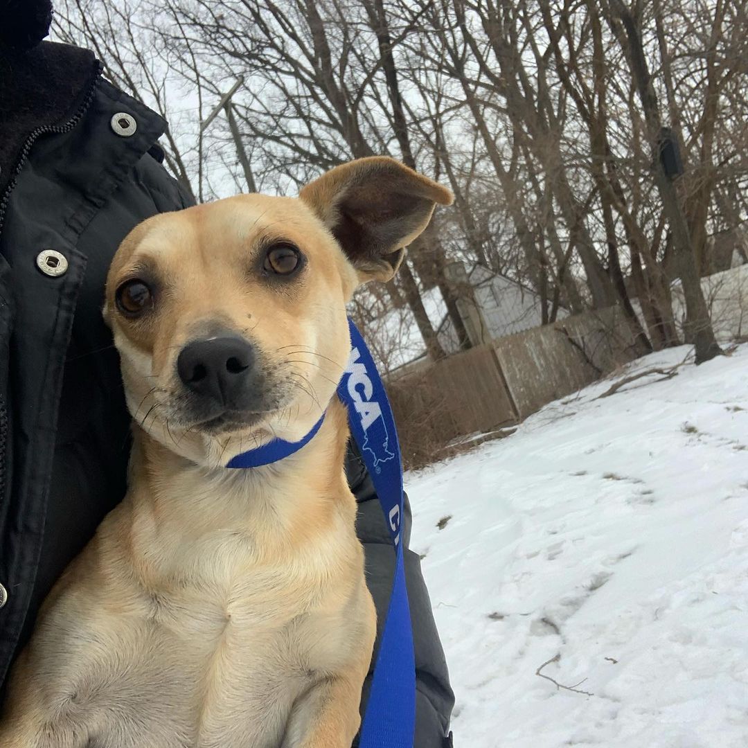 Texas dogs + Michigan winter = much lap time