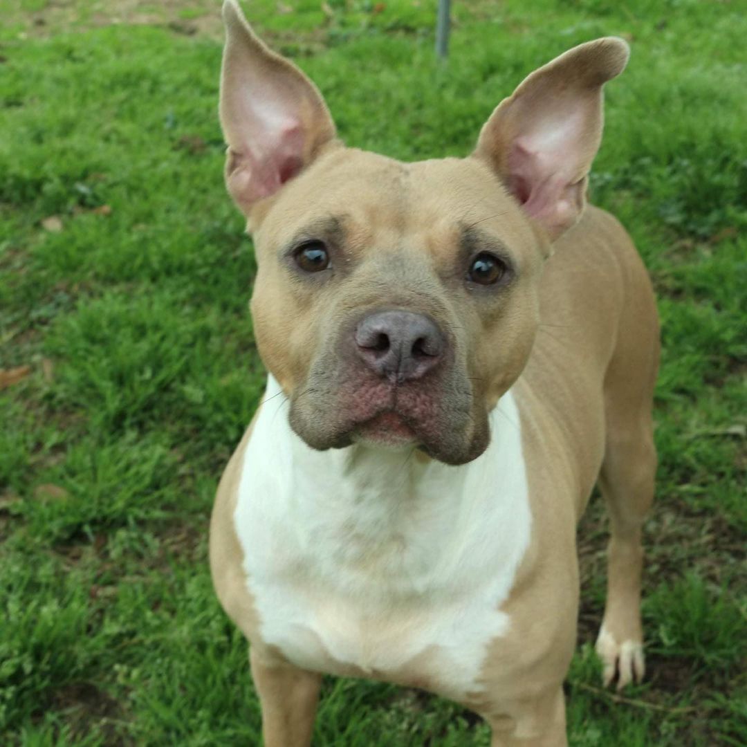 February 6th- Will you be my Valentine? 
Allison is a 4-5 year old Staffordshire Terrier mix who was surrendered to our shelter by her owner. They used her for breeding to make a profit. She is in the top 10 of the most affectionate pups at the entire shelter. Allison is very calm and super sweet.  She wants nothing more than humans to pet her, feed her, and tell her she’s pretty. She is great at reminding you when her bowl is empty as she carries it around like a security blankie in her mouth. Allison’s calm demeanor would make her great emotional support companion for the right family. The only thing she doesn’t like is other dogs. Shes doesn’t want to play games when it comes to other pups. She prefers cuddling humans instead. We suspect this is from being bred for profit at such a young age that play time or jumpy pups become an anxiety trigger for her and she simply tells the other pups to back off. Please share her story so we can find Allison her own home where she can be the center of attention. She is P-R-E-C-I-O-U-S!  If you are interested in adopting Allison please fill out an application at https://www.arfms.org/adopt .