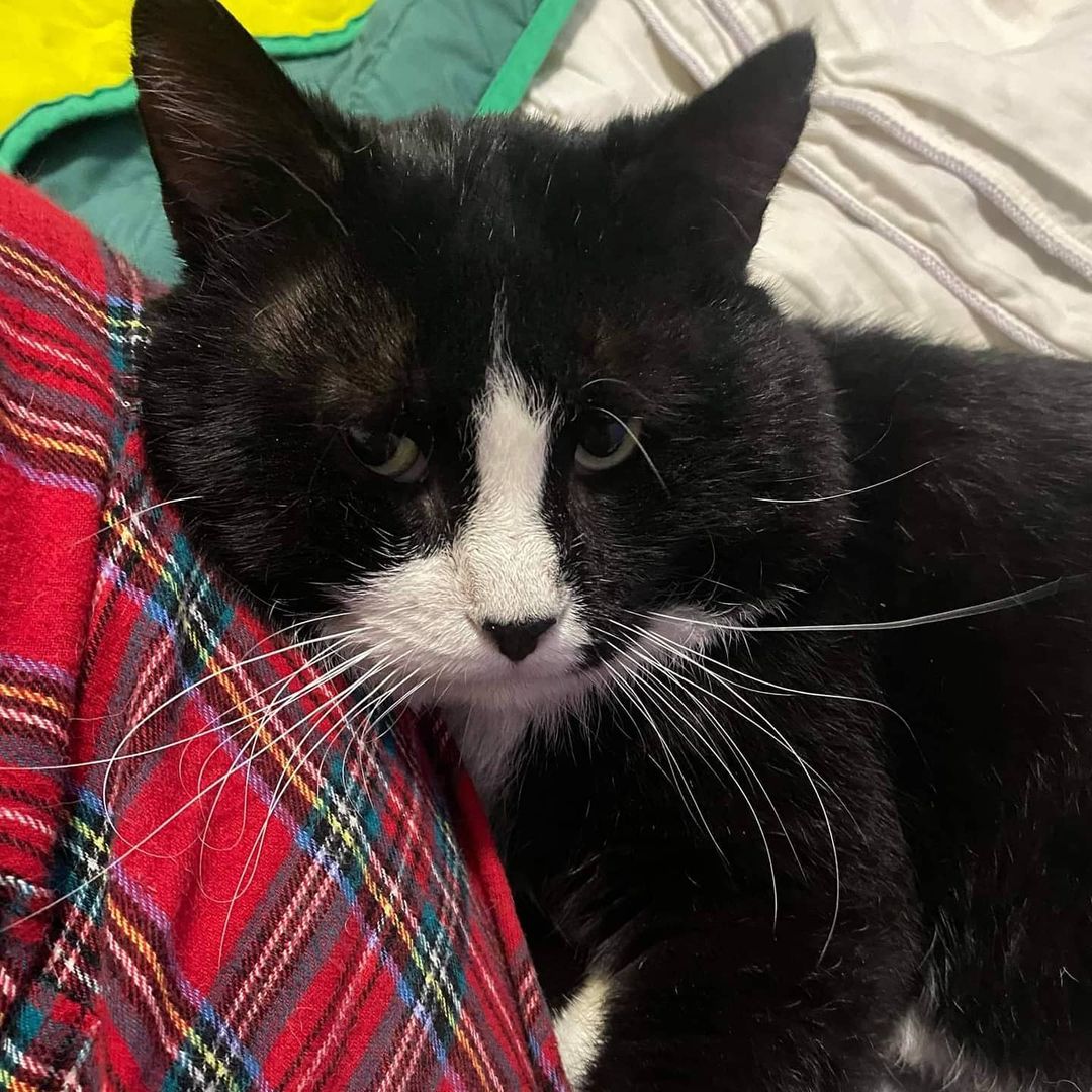 **Alumni Update!!**

In the beginning of January, we received a message on our FB page asking for more information on Sylvester, who was at one of our partner pet stores.

A previous adopter spotted him and thought he was the bee's knees and wanted to know more about him and his FIV+ situation. After sending her some information and research on him and FIV, she got in touch with Sylvesters foster and set up a meet and greet and took him home.

To say it was a perfect match is an understatement!

Sylvester's, nka Otto, adopter wrote in:

