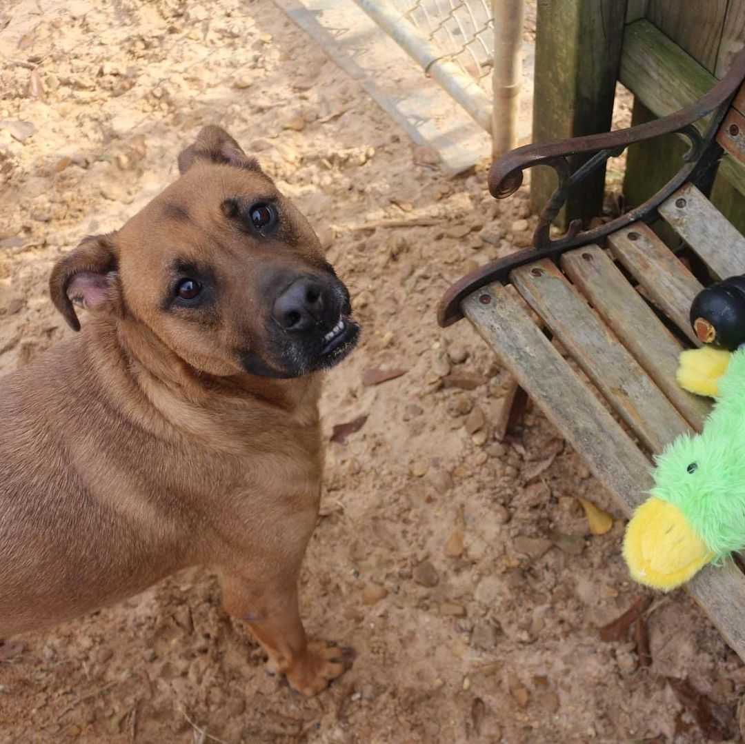 February 7th- Will you be my Valentine? 
Hello! My name is Victory and I was brought in as a puppy in 2017 adopted and returned and now I am a young lady. I am a shepherd mix which means I am so smart! I’m in great health and have the cutest little baby face! Victory means to defeat an enemy or an opponent, and I will be very protective of you. If you’re looking for a loyal and intelligent young lady then adopt me! To fill out an application to foster or adopt Victory, please visit our website. https://www.arfms.org/adopt

Victory would like a quiet home without many visitors. Due to her protective nature, Victory requires a home with no other animals nor children. Please share her story so she can find her forever!