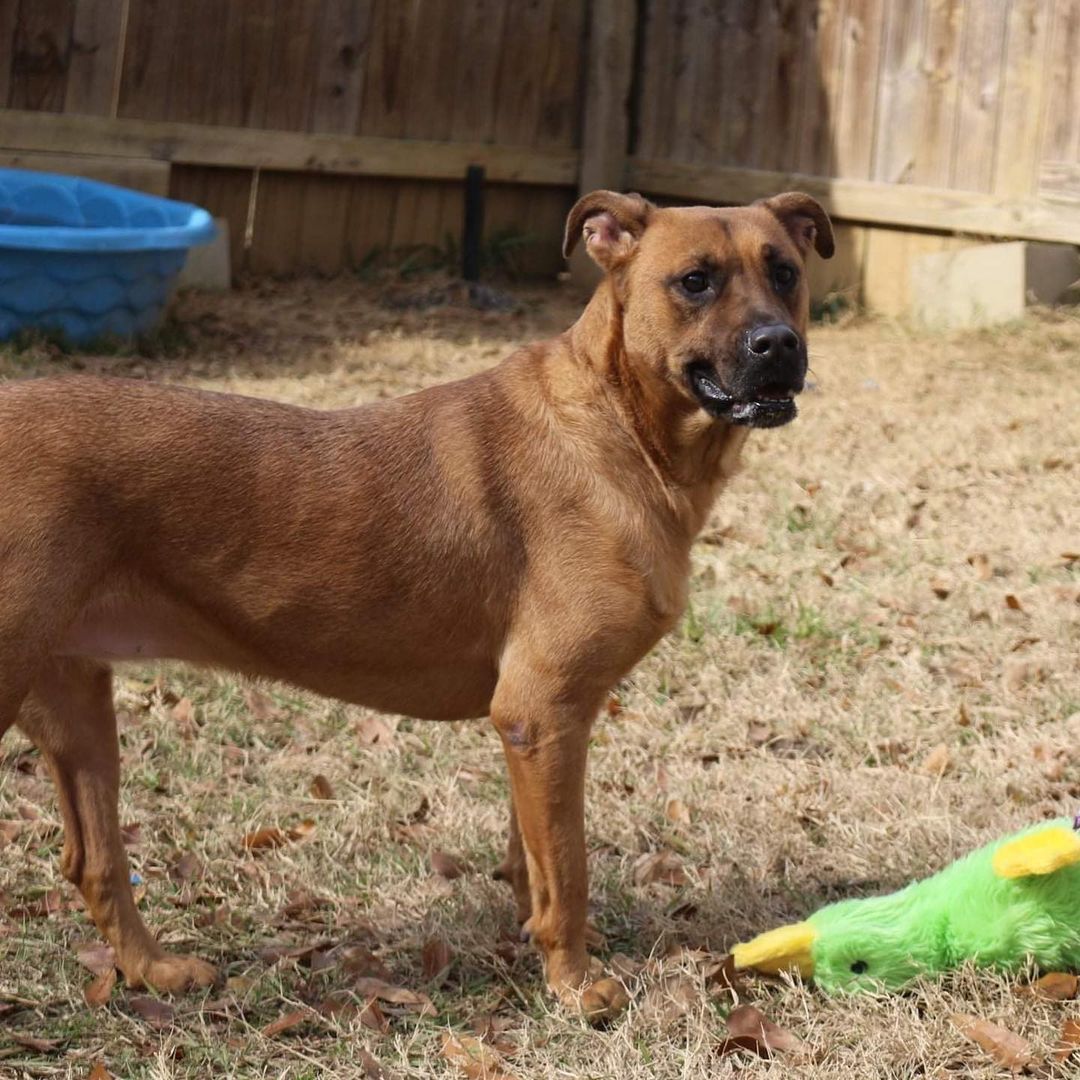 February 7th- Will you be my Valentine? 
Hello! My name is Victory and I was brought in as a puppy in 2017 adopted and returned and now I am a young lady. I am a shepherd mix which means I am so smart! I’m in great health and have the cutest little baby face! Victory means to defeat an enemy or an opponent, and I will be very protective of you. If you’re looking for a loyal and intelligent young lady then adopt me! To fill out an application to foster or adopt Victory, please visit our website. https://www.arfms.org/adopt

Victory would like a quiet home without many visitors. Due to her protective nature, Victory requires a home with no other animals nor children. Please share her story so she can find her forever!