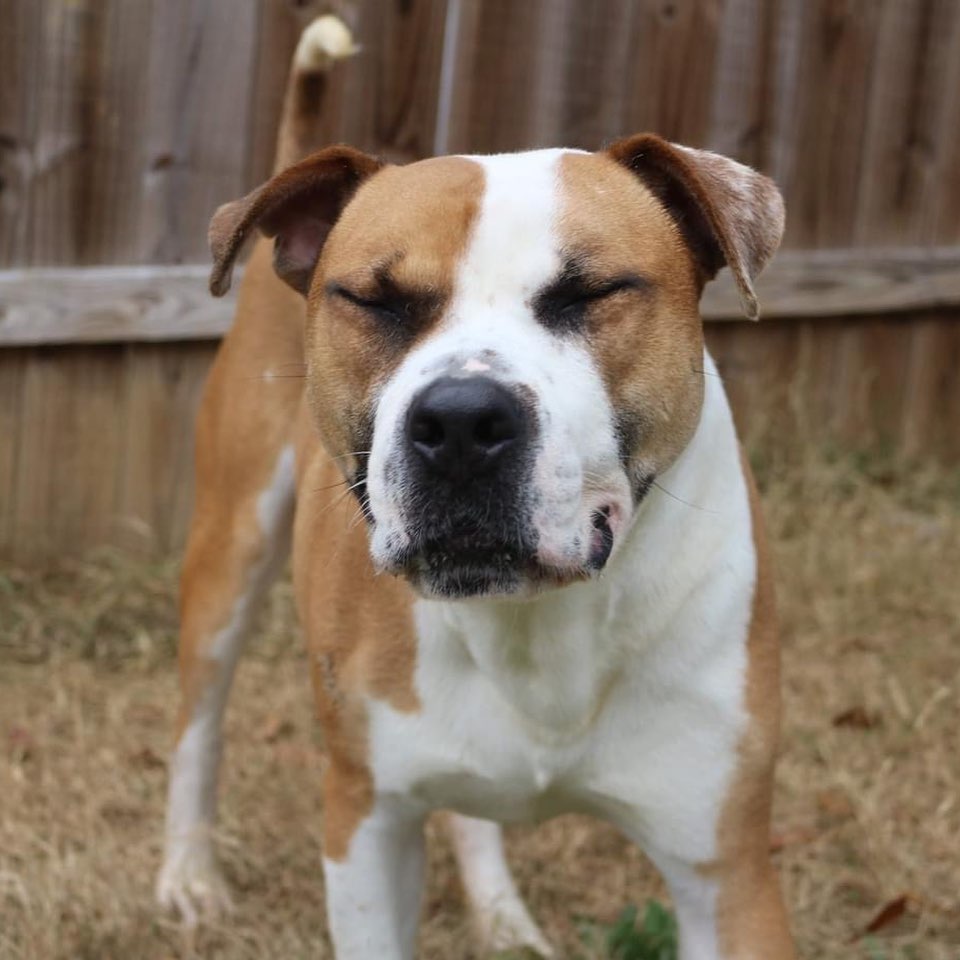 February 10th- will you be my Valentine? 
Meet Sully. I’m new here! A few attorneys found me downtown with hot grease burns down my back and brought me to the shelter for help. I came into the shelter a little cranky towards other dogs but that maybe just because I was living on the street and trying to keep people away for a bit. I’ve since mellowed out and showing my happy happy dance side. Now I want nothing more than someone to snuggle. I am a big boy who thinks I’m a tiny teacup when it comes to cuddling. I love to walk on the leash and would make an excellent running partner. Do you have room in your heart and home for a GIANT BABY like me? 
If interested in adopting Sully please visit our website for an application. https://www.arfms.org/adopt <a target='_blank' href='https://www.instagram.com/explore/tags/adoptdontshop/'>#adoptdontshop</a> <a target='_blank' href='https://www.instagram.com/explore/tags/rescuedogsofinstagram/'>#rescuedogsofinstagram</a>