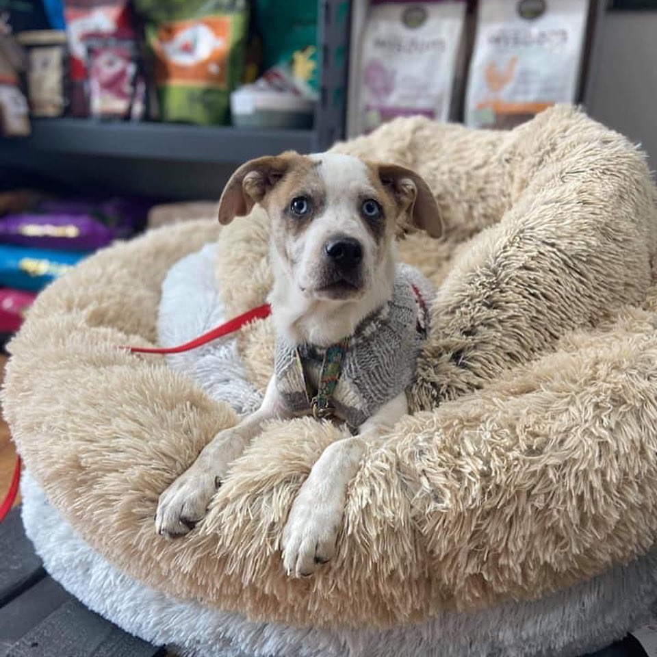 Cherish appreciation post and update!
Little miss Cherish is enjoying her time with each of her foster homes and being spoiled like the princess she is! This past week she went shopping at Saugertails Pet Supply, had her first taste of ice cream and got to meet many wonderful people and animals! If you would like to keep up with Cherish’s story, be sure to keep up with us on our Facebook page! 
•
•
•
<a target='_blank' href='https://www.instagram.com/explore/tags/saugertiesanimalshelter/'>#saugertiesanimalshelter</a> <a target='_blank' href='https://www.instagram.com/explore/tags/dogsofinstagram/'>#dogsofinstagram</a> <a target='_blank' href='https://www.instagram.com/explore/tags/spoiledpuppylife/'>#spoiledpuppylife</a> <a target='_blank' href='https://www.instagram.com/explore/tags/saugertiesny/'>#saugertiesny</a> <a target='_blank' href='https://www.instagram.com/explore/tags/saugertiesnewyork/'>#saugertiesnewyork</a> <a target='_blank' href='https://www.instagram.com/explore/tags/hudsonvalleyny/'>#hudsonvalleyny</a> <a target='_blank' href='https://www.instagram.com/explore/tags/wevegotSAS/'>#wevegotSAS</a>