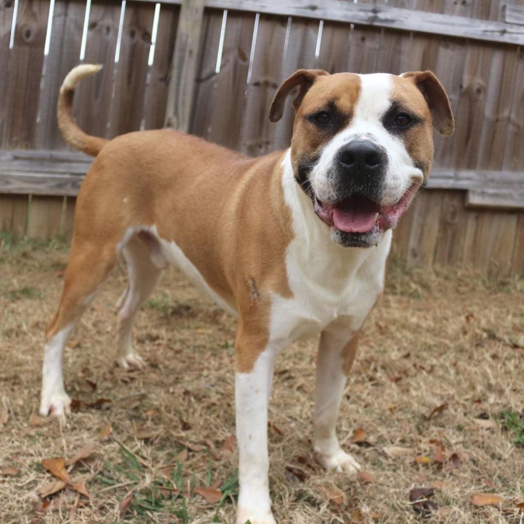 February 10th- will you be my Valentine? 
Meet Sully. I’m new here! A few attorneys found me downtown with hot grease burns down my back and brought me to the shelter for help. I came into the shelter a little cranky towards other dogs but that maybe just because I was living on the street and trying to keep people away for a bit. I’ve since mellowed out and showing my happy happy dance side. Now I want nothing more than someone to snuggle. I am a big boy who thinks I’m a tiny teacup when it comes to cuddling. I love to walk on the leash and would make an excellent running partner. Do you have room in your heart and home for a GIANT BABY like me? 
If interested in adopting Sully please visit our website for an application. https://www.arfms.org/adopt <a target='_blank' href='https://www.instagram.com/explore/tags/adoptdontshop/'>#adoptdontshop</a> <a target='_blank' href='https://www.instagram.com/explore/tags/rescuedogsofinstagram/'>#rescuedogsofinstagram</a>