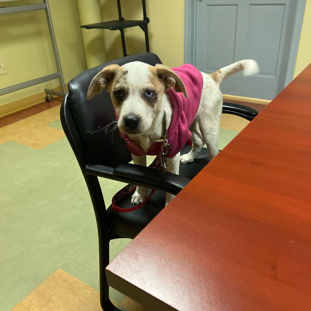 Cherish attended a Building Committee meeting today. She raised some good points and made her demands known. She also tried to sway Fred to her side with some hugs and puppy kisses. A nap was needed mid meeting (we know how you feel Cherish). 
You can keep up with Cherish on our Facebook page, link in bio! 🐾
•
•
•
<a target='_blank' href='https://www.instagram.com/explore/tags/saugertiesanimalshelter/'>#saugertiesanimalshelter</a> <a target='_blank' href='https://www.instagram.com/explore/tags/saugertiesny/'>#saugertiesny</a> <a target='_blank' href='https://www.instagram.com/explore/tags/hudsonvalley/'>#hudsonvalley</a> <a target='_blank' href='https://www.instagram.com/explore/tags/cherishSAS/'>#cherishSAS</a> <a target='_blank' href='https://www.instagram.com/explore/tags/wevegotSAS/'>#wevegotSAS</a> <a target='_blank' href='https://www.instagram.com/explore/tags/dogsofinstagram/'>#dogsofinstagram</a> <a target='_blank' href='https://www.instagram.com/explore/tags/puppiesofinstagram/'>#puppiesofinstagram</a> <a target='_blank' href='https://www.instagram.com/explore/tags/catahoulasofinstagram/'>#catahoulasofinstagram</a> <a target='_blank' href='https://www.instagram.com/explore/tags/catahoulamix/'>#catahoulamix</a>