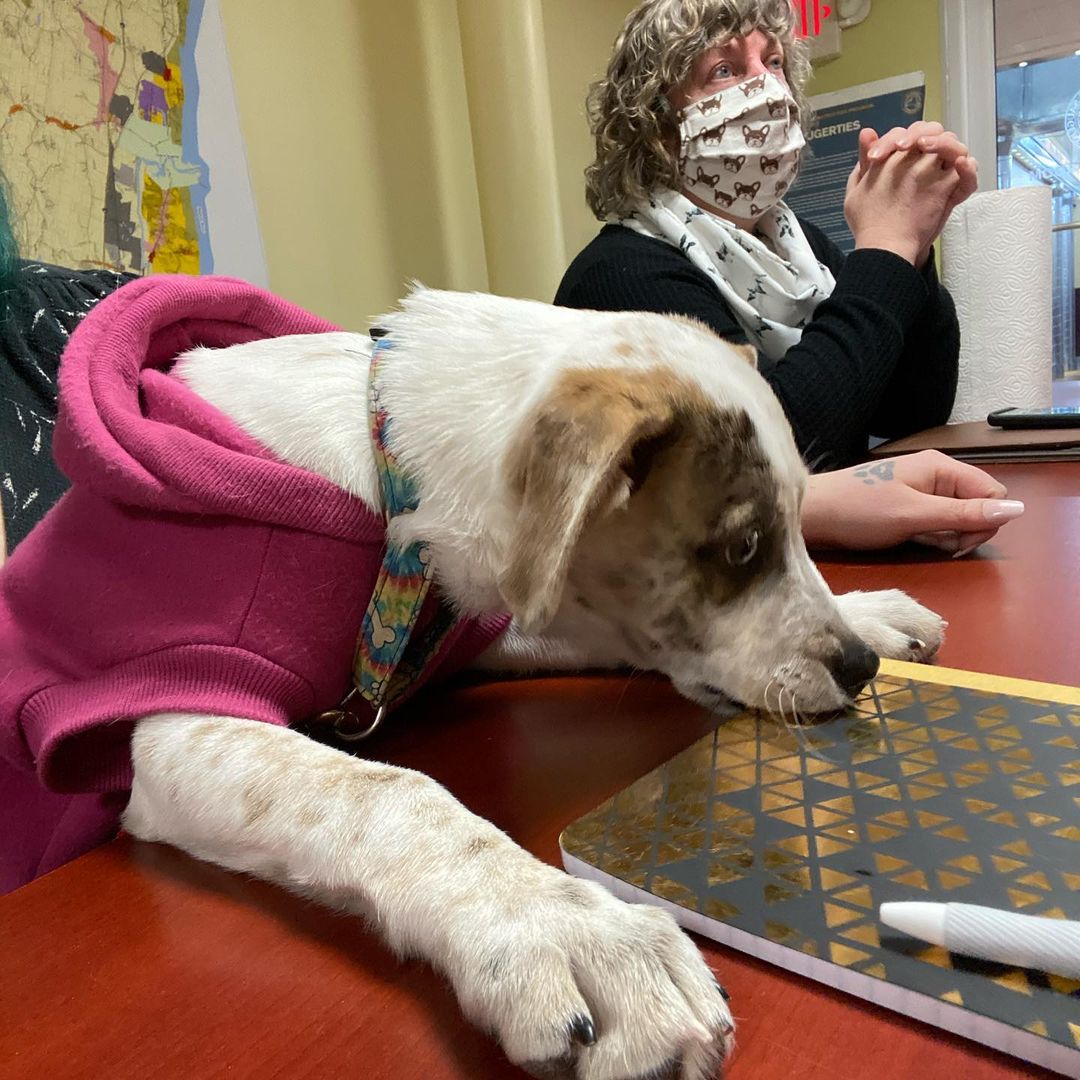 Cherish attended a Building Committee meeting today. She raised some good points and made her demands known. She also tried to sway Fred to her side with some hugs and puppy kisses. A nap was needed mid meeting (we know how you feel Cherish). 
You can keep up with Cherish on our Facebook page, link in bio! 🐾
•
•
•
<a target='_blank' href='https://www.instagram.com/explore/tags/saugertiesanimalshelter/'>#saugertiesanimalshelter</a> <a target='_blank' href='https://www.instagram.com/explore/tags/saugertiesny/'>#saugertiesny</a> <a target='_blank' href='https://www.instagram.com/explore/tags/hudsonvalley/'>#hudsonvalley</a> <a target='_blank' href='https://www.instagram.com/explore/tags/cherishSAS/'>#cherishSAS</a> <a target='_blank' href='https://www.instagram.com/explore/tags/wevegotSAS/'>#wevegotSAS</a> <a target='_blank' href='https://www.instagram.com/explore/tags/dogsofinstagram/'>#dogsofinstagram</a> <a target='_blank' href='https://www.instagram.com/explore/tags/puppiesofinstagram/'>#puppiesofinstagram</a> <a target='_blank' href='https://www.instagram.com/explore/tags/catahoulasofinstagram/'>#catahoulasofinstagram</a> <a target='_blank' href='https://www.instagram.com/explore/tags/catahoulamix/'>#catahoulamix</a>