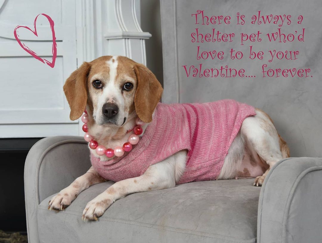 Valentine's Day is almost here friends!!! 
 
Our puppers would LOVE to be your Valentine!

You can check out our AmazonSmile Charity list, which lets you send much needed food and/or supplies right to our puppers. Plus, a percentage of your purchases on Amazon are also donated to HAA when you choose us as your charity of choice!

**Amazon Charity List
https://smile.amazon.com/hz/charitylist/ls/2PNGTX7W02VD7/ref=smi_ext_lnk_lcl_cl
 
**You can also check out our wishlist on Chewy!
https://www.chewy.com/g/hardeman-adoptable-animals-inc_b65812457<a target='_blank' href='https://www.instagram.com/explore/tags/wish/'>#wish</a>-list