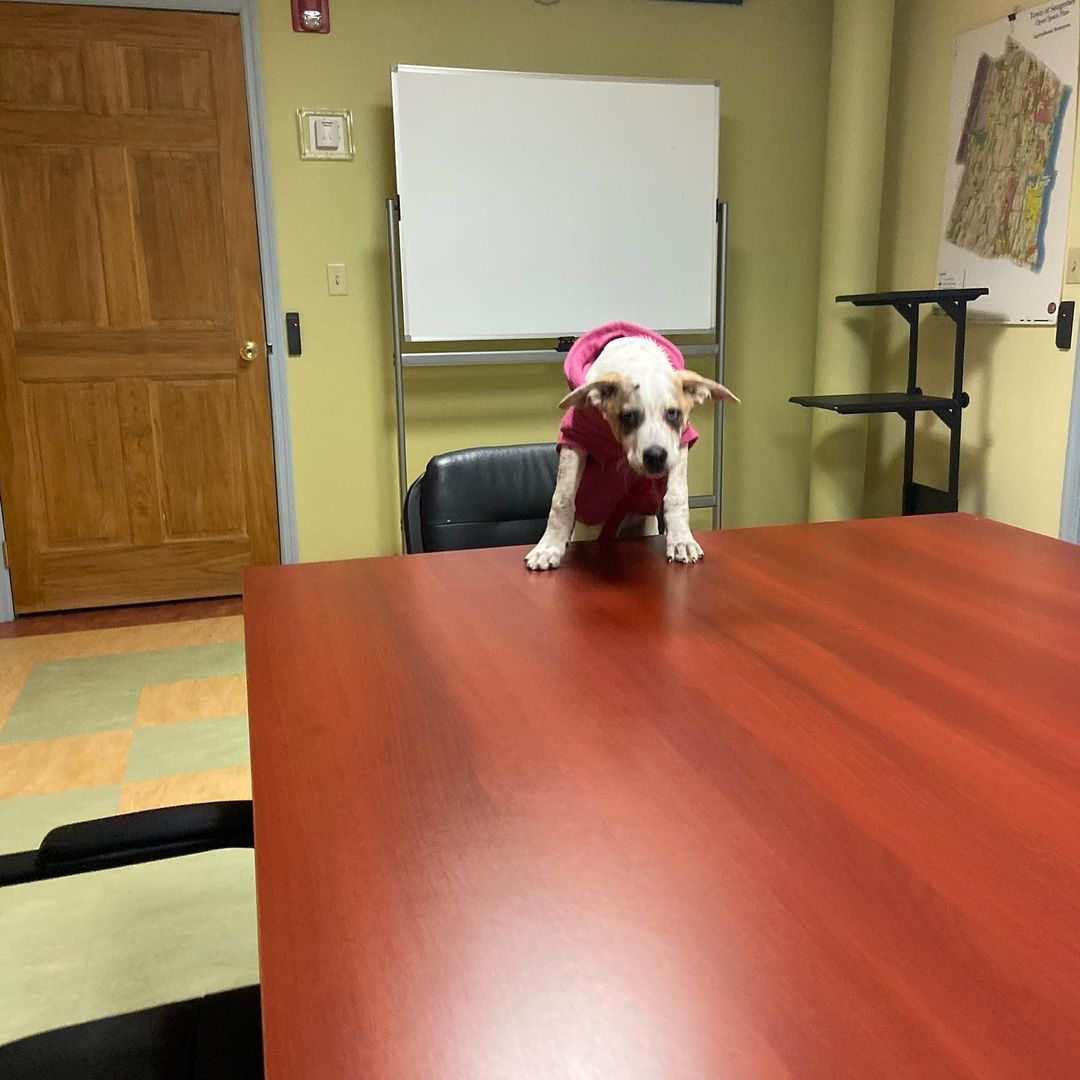 Cherish attended a Building Committee meeting today. She raised some good points and made her demands known. She also tried to sway Fred to her side with some hugs and puppy kisses. A nap was needed mid meeting (we know how you feel Cherish). 
You can keep up with Cherish on our Facebook page, link in bio! 🐾
•
•
•
<a target='_blank' href='https://www.instagram.com/explore/tags/saugertiesanimalshelter/'>#saugertiesanimalshelter</a> <a target='_blank' href='https://www.instagram.com/explore/tags/saugertiesny/'>#saugertiesny</a> <a target='_blank' href='https://www.instagram.com/explore/tags/hudsonvalley/'>#hudsonvalley</a> <a target='_blank' href='https://www.instagram.com/explore/tags/cherishSAS/'>#cherishSAS</a> <a target='_blank' href='https://www.instagram.com/explore/tags/wevegotSAS/'>#wevegotSAS</a> <a target='_blank' href='https://www.instagram.com/explore/tags/dogsofinstagram/'>#dogsofinstagram</a> <a target='_blank' href='https://www.instagram.com/explore/tags/puppiesofinstagram/'>#puppiesofinstagram</a> <a target='_blank' href='https://www.instagram.com/explore/tags/catahoulasofinstagram/'>#catahoulasofinstagram</a> <a target='_blank' href='https://www.instagram.com/explore/tags/catahoulamix/'>#catahoulamix</a>